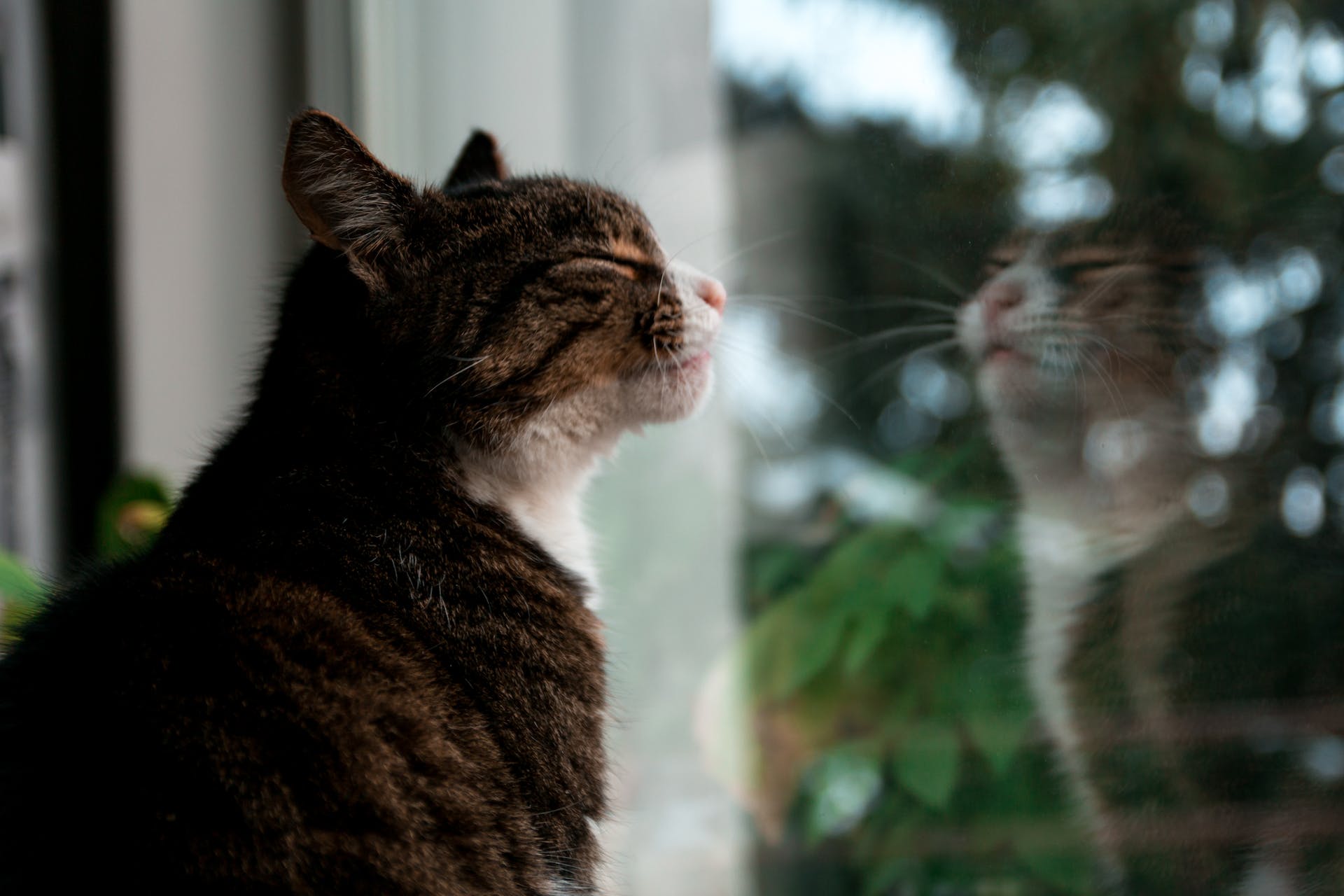 Een kat zit bij een raam in de schemering