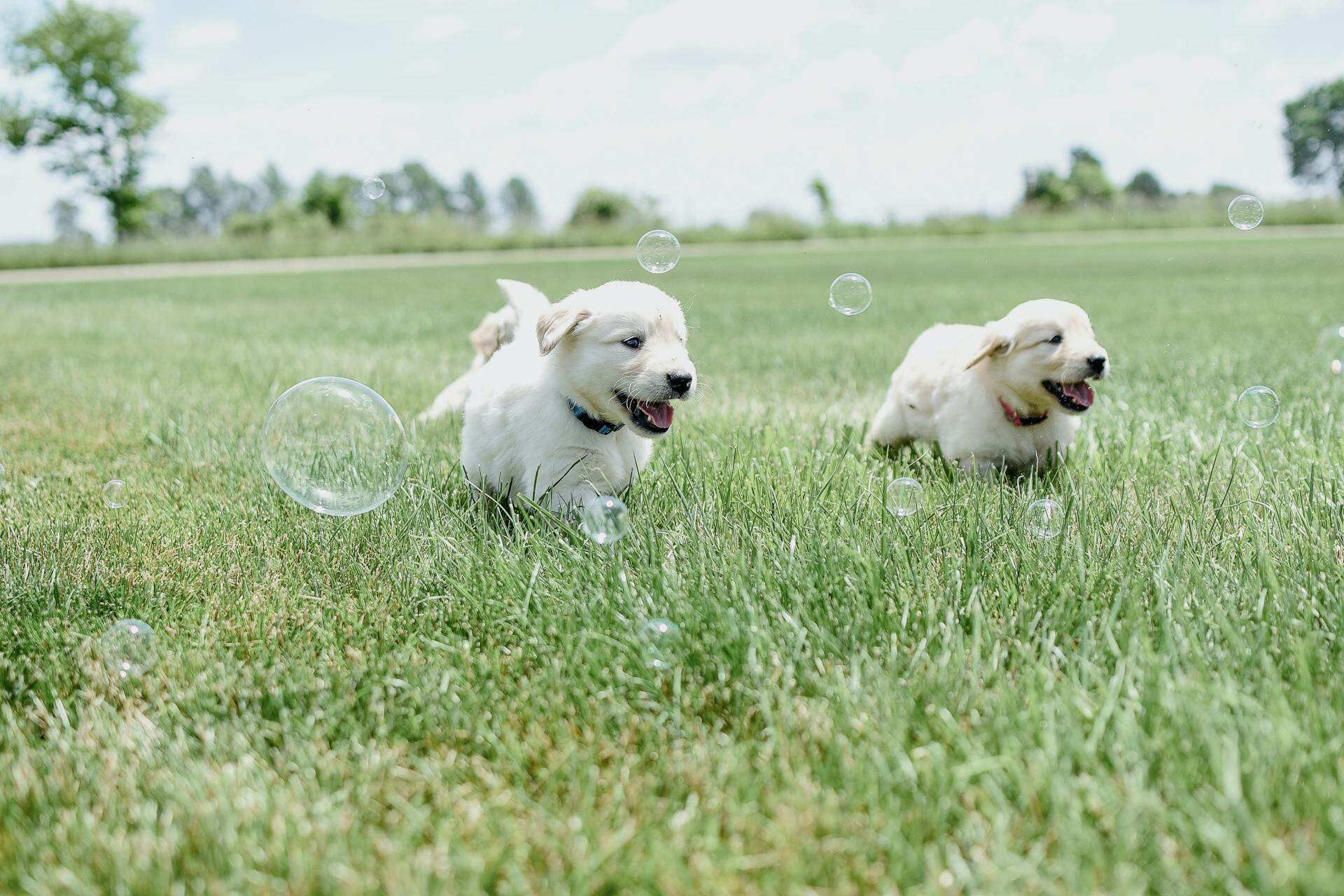 Two Lab puppies chasing bubbles in a backyard
