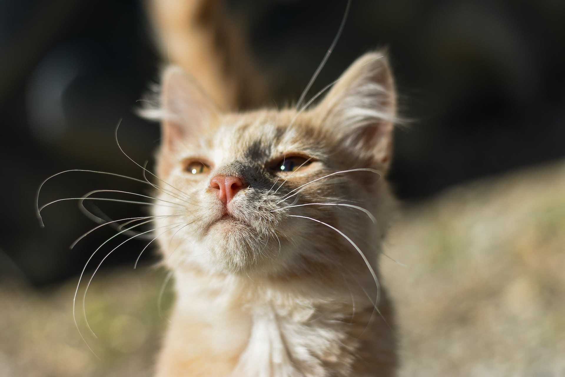 A cat sniffing the air for food