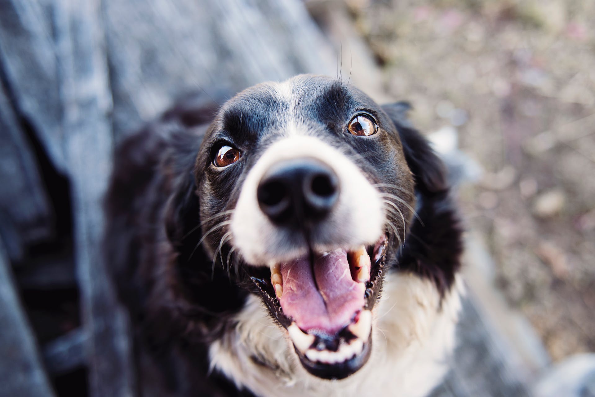 A cheerful dog on a hiking trail