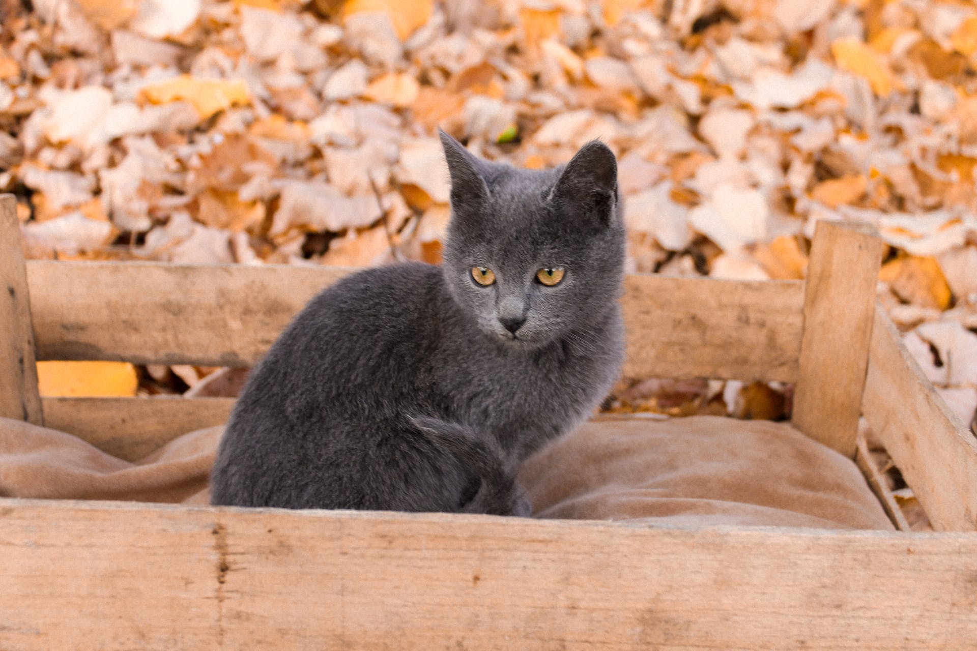 Outdoor Cat Care in Winter: Cold Weather Cat Safety Tips - Tractive