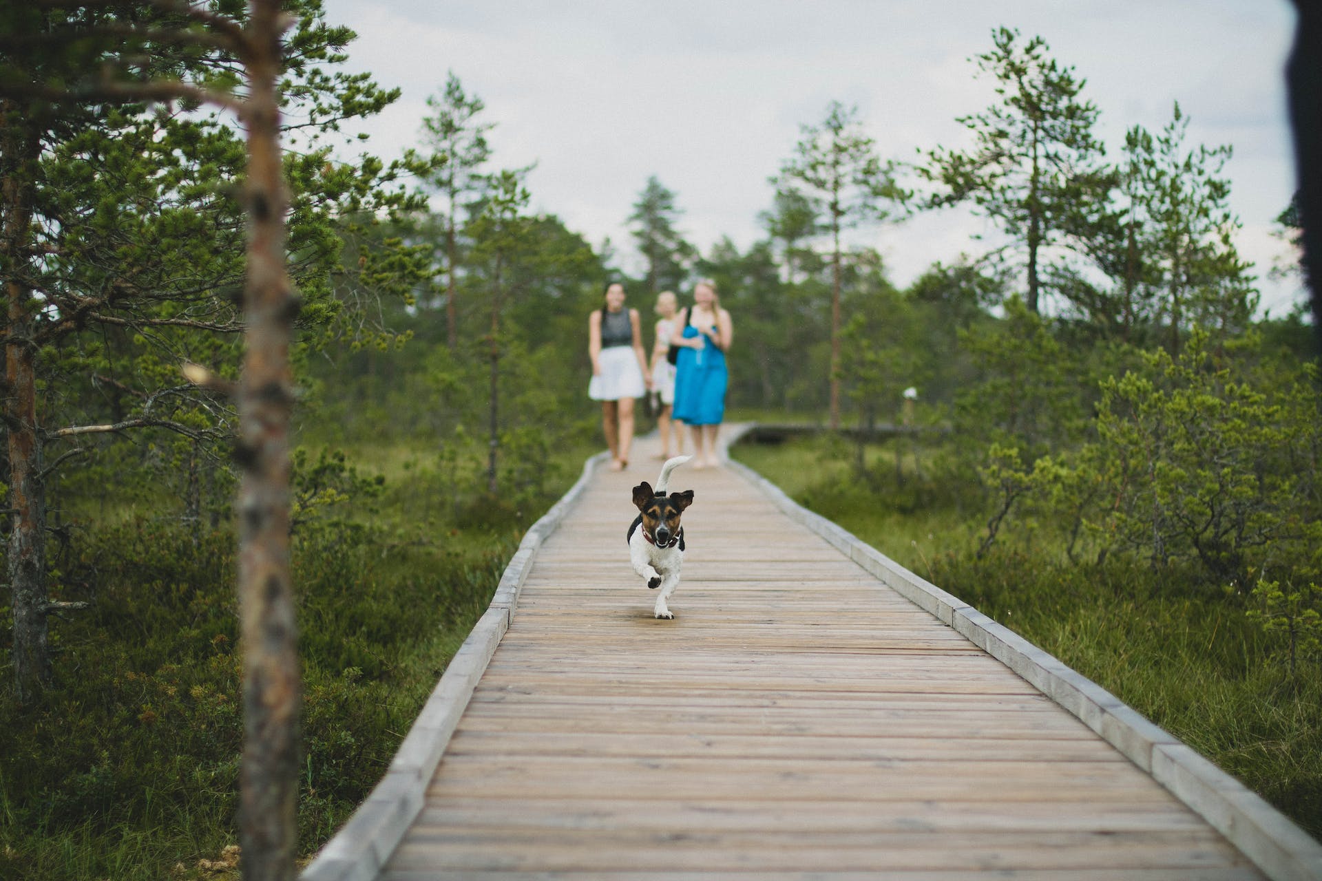 A dog running away from a group of women into the forest