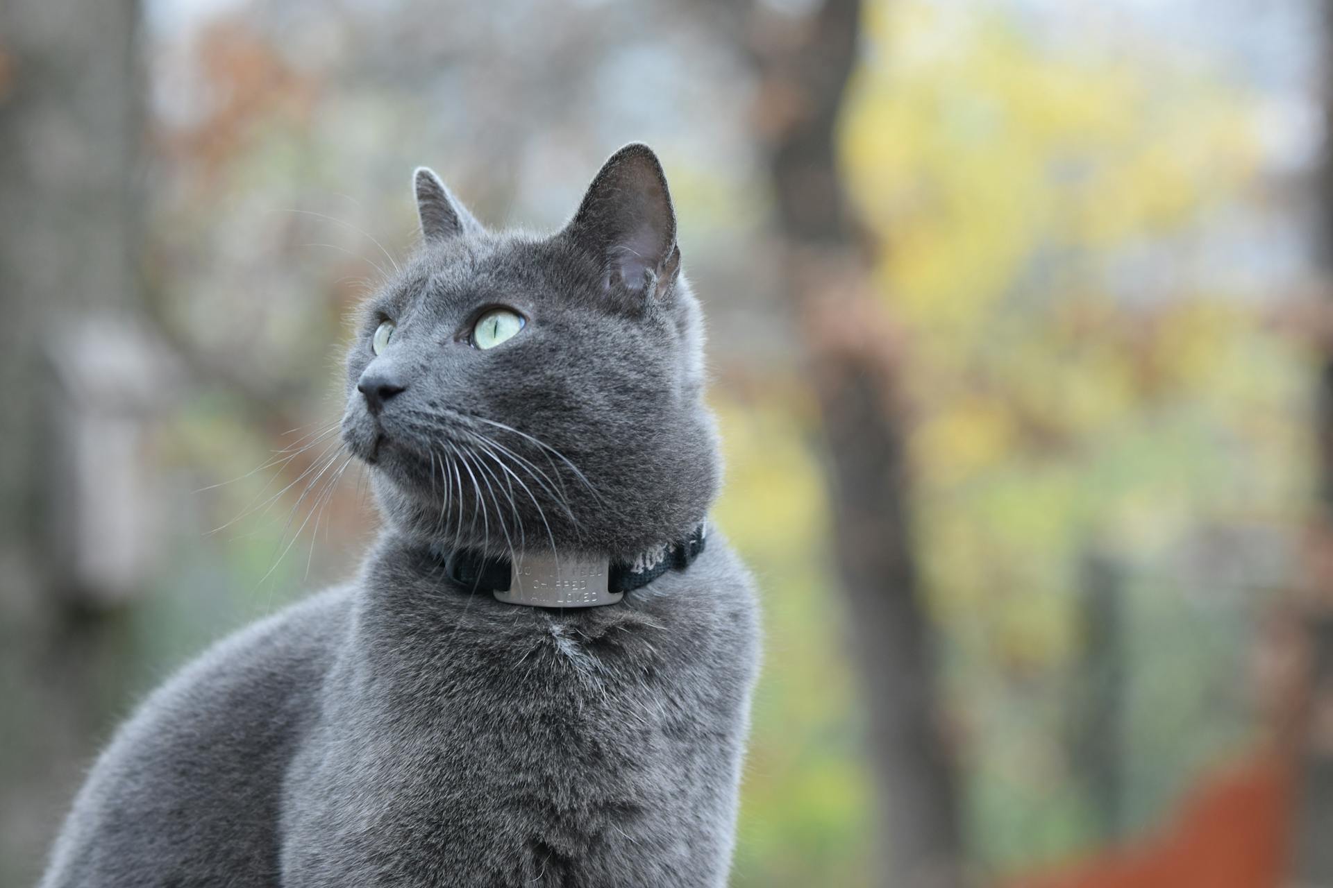 A Russian blue cat wearing a collar