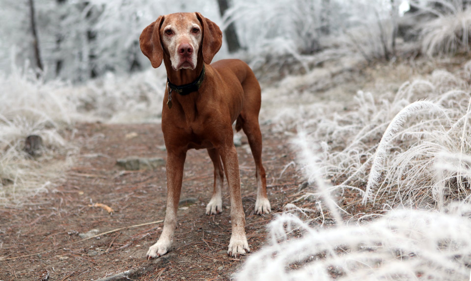 A brown dog standing in a snowy forest