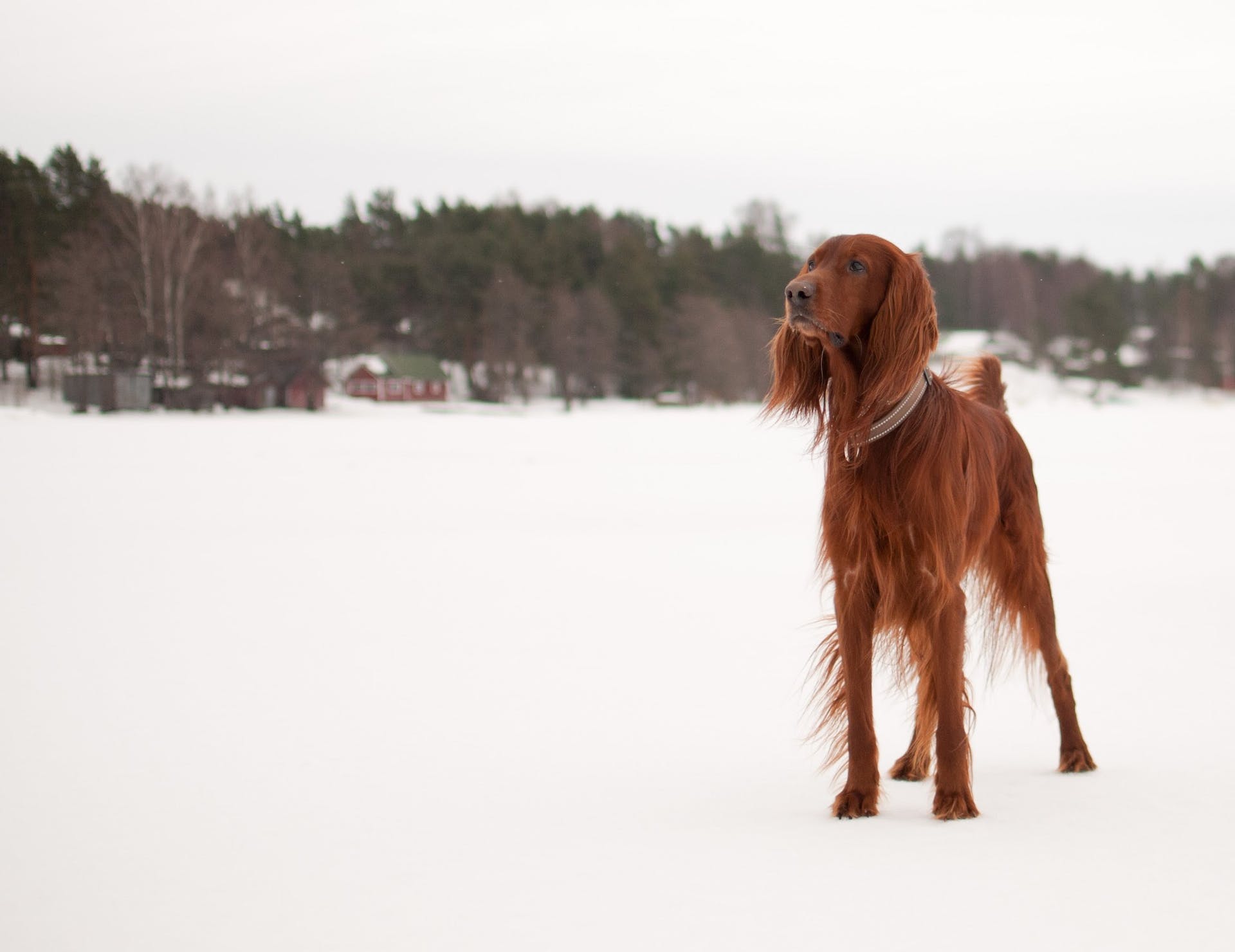 Irish Setter dog standing in a snowy field