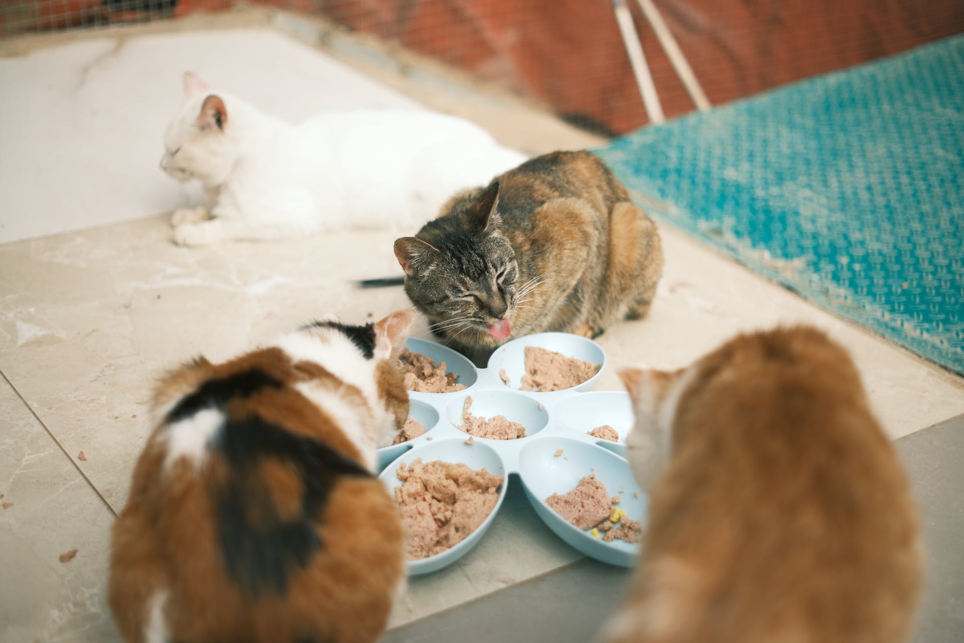 Cats eating wet food from a bowl