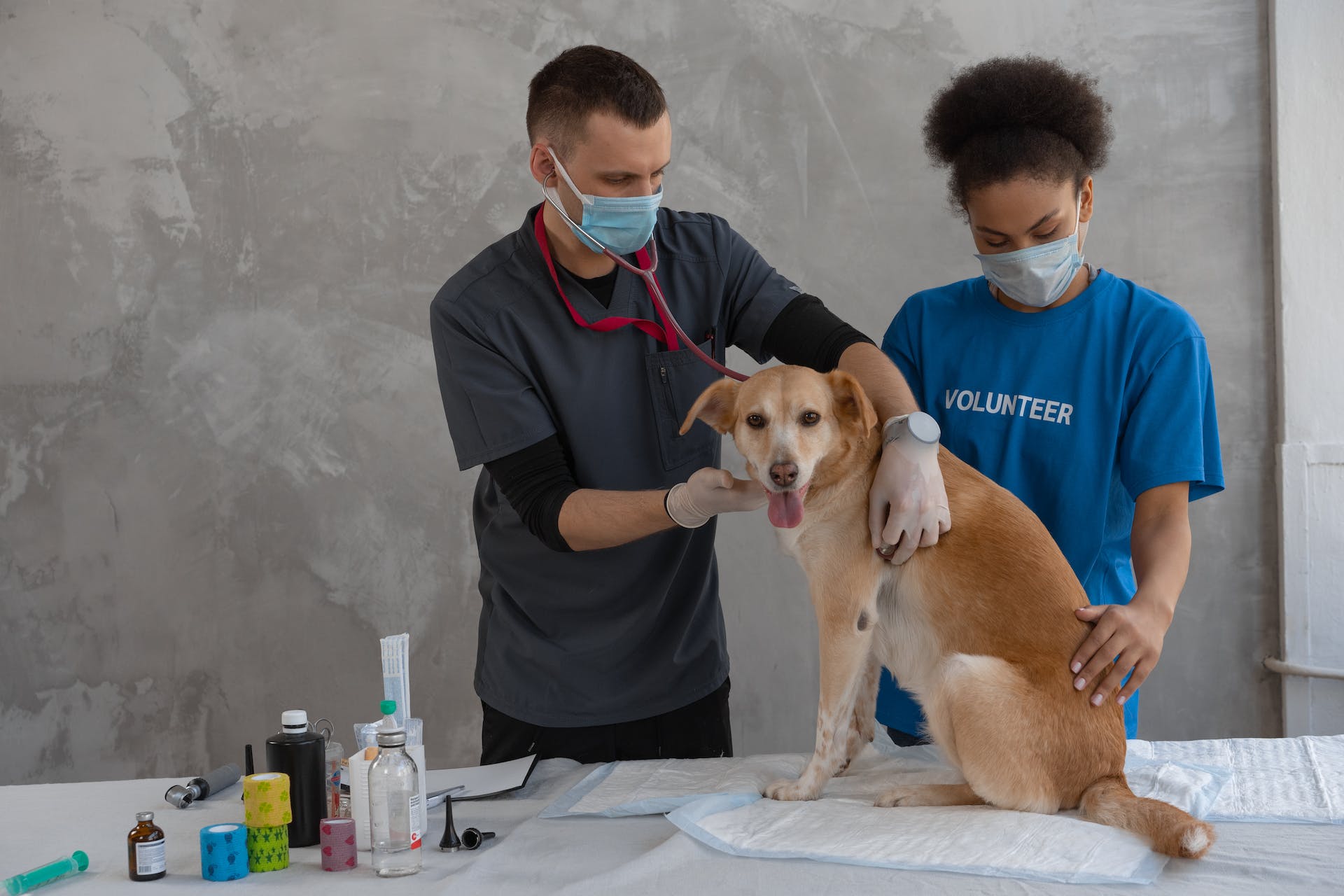 A pair of vets checking a dog at a clinic