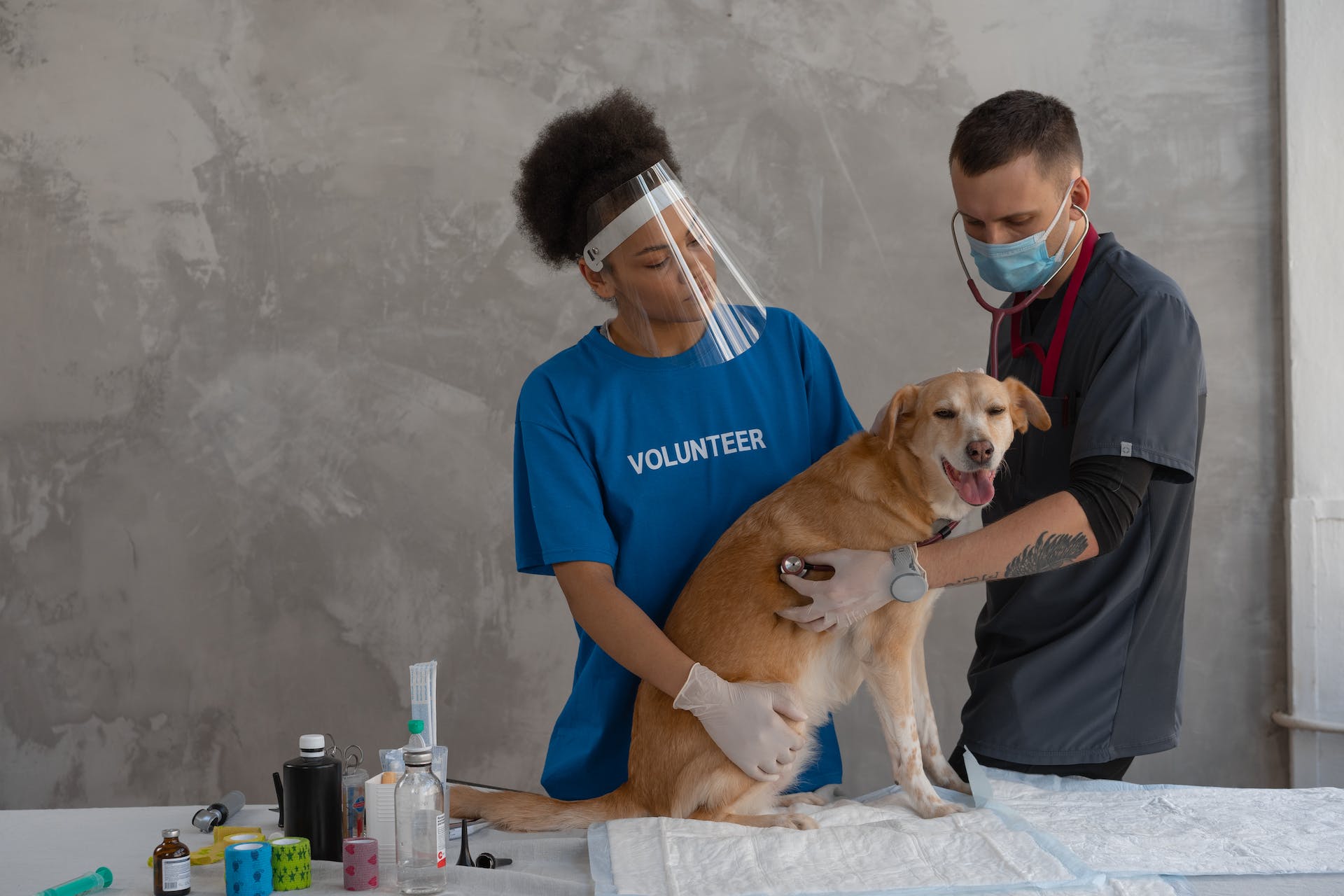 A pair of vets checking a dog at a clinic