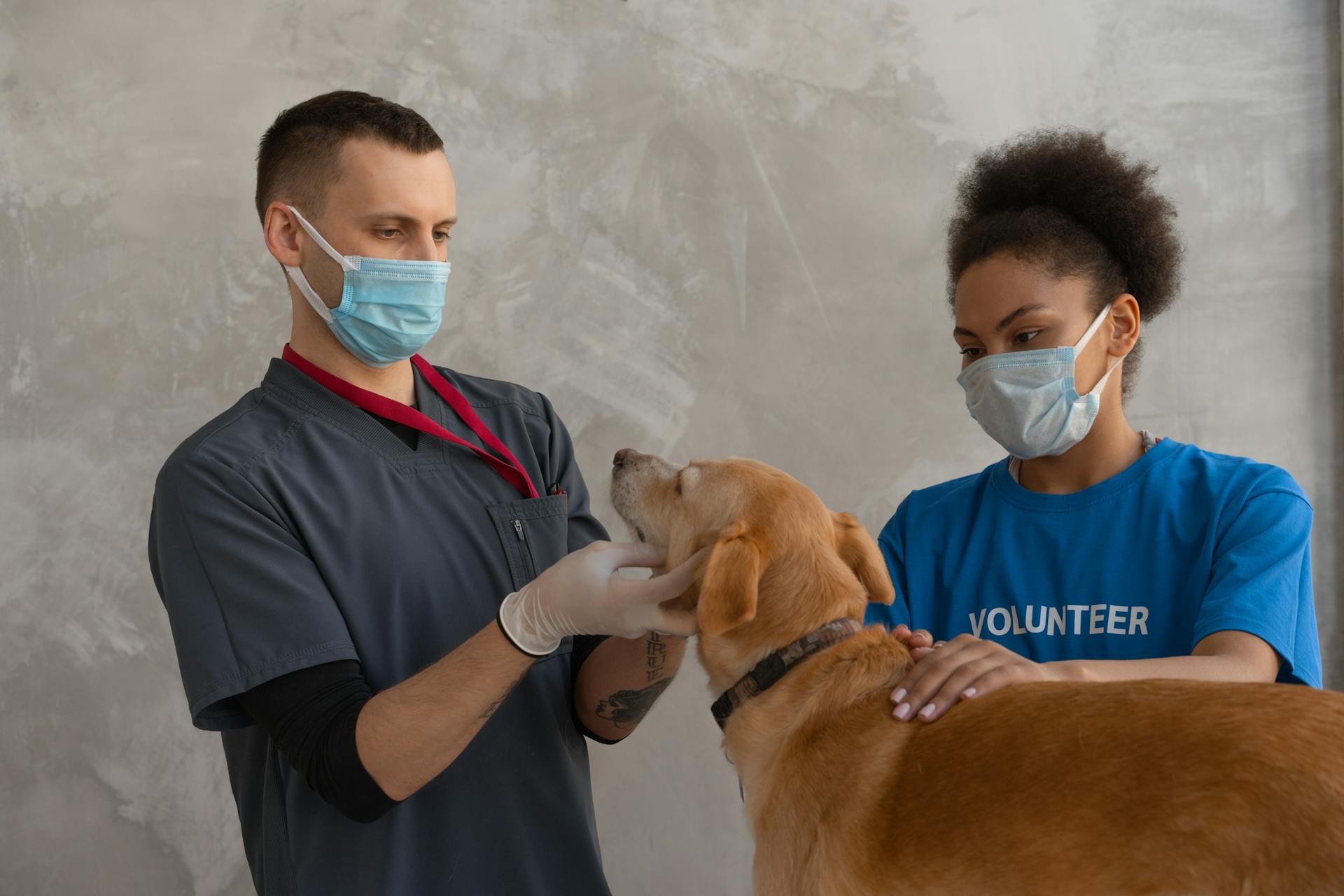 A pair of vets checking a dog for any signs of illness or injury