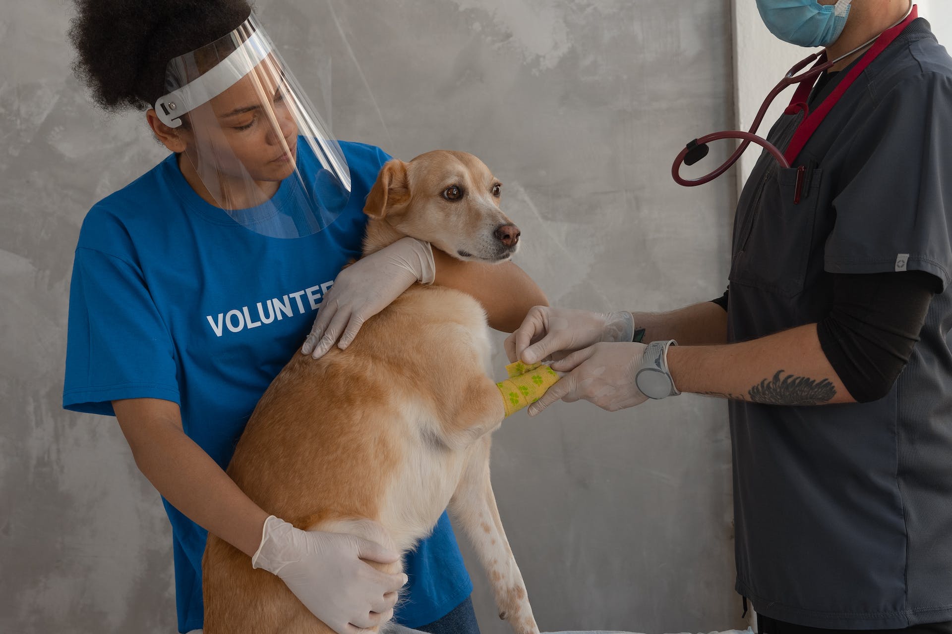 A vet checking up a dog at their clinic