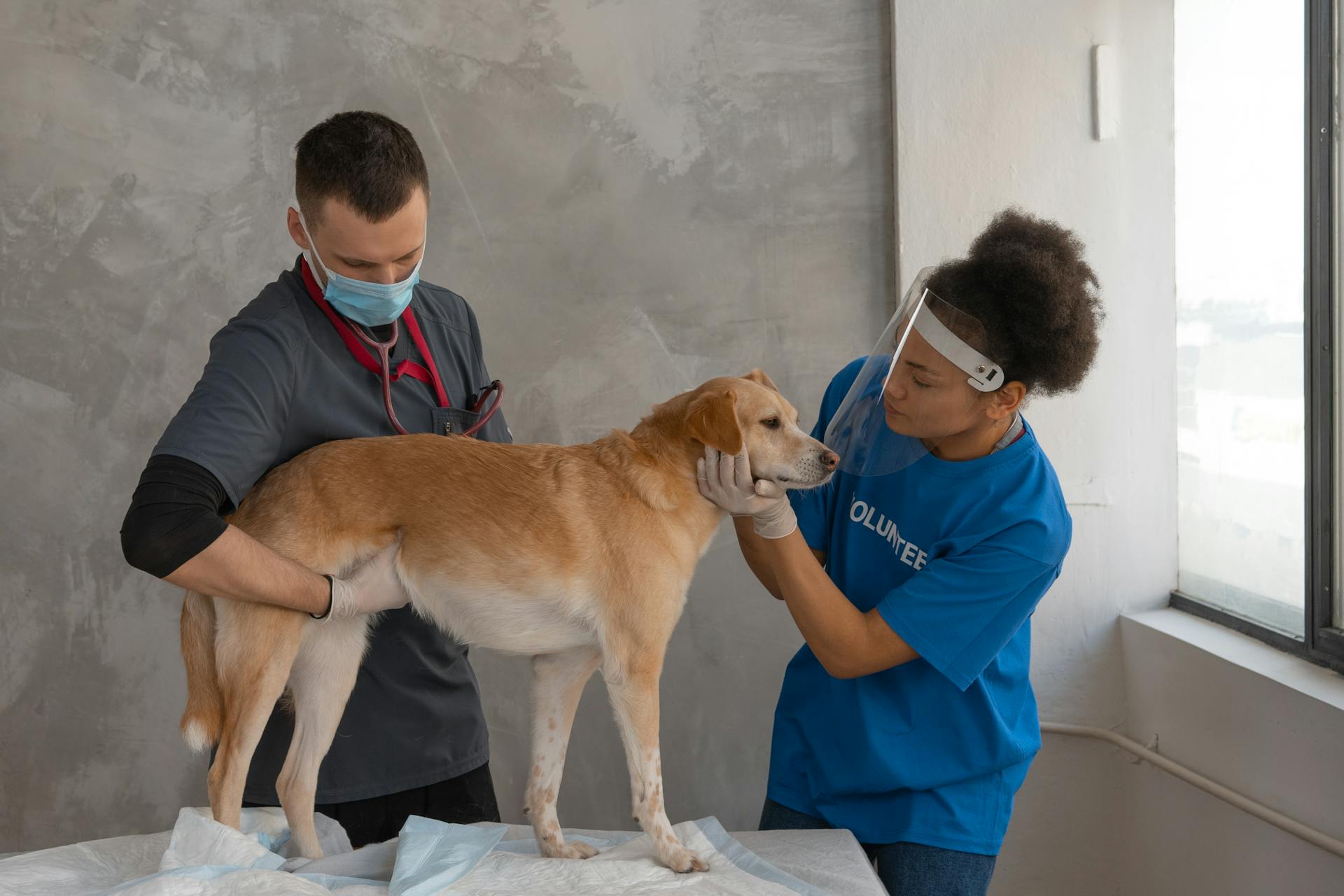 Dierenartsen positioneren een hond om veilig een microchip te plaatsen