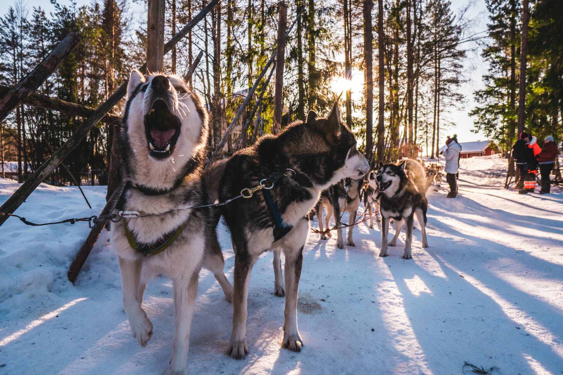 A team of sled dog Huskies in the winter woods