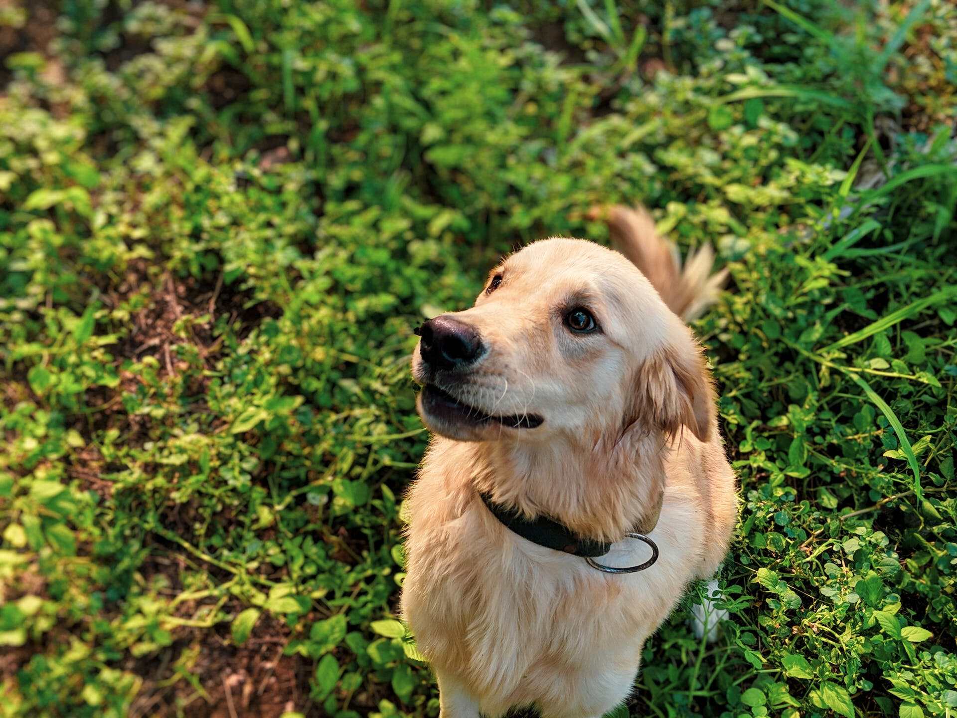 A Retriever puppy standing in a grassy patch of forest