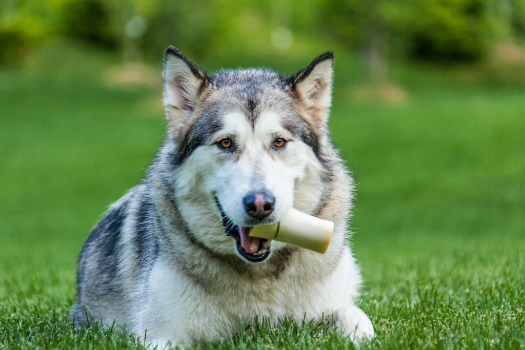 A Malamute sitting outdoors in a lawn with an ice cream cone in their mouth