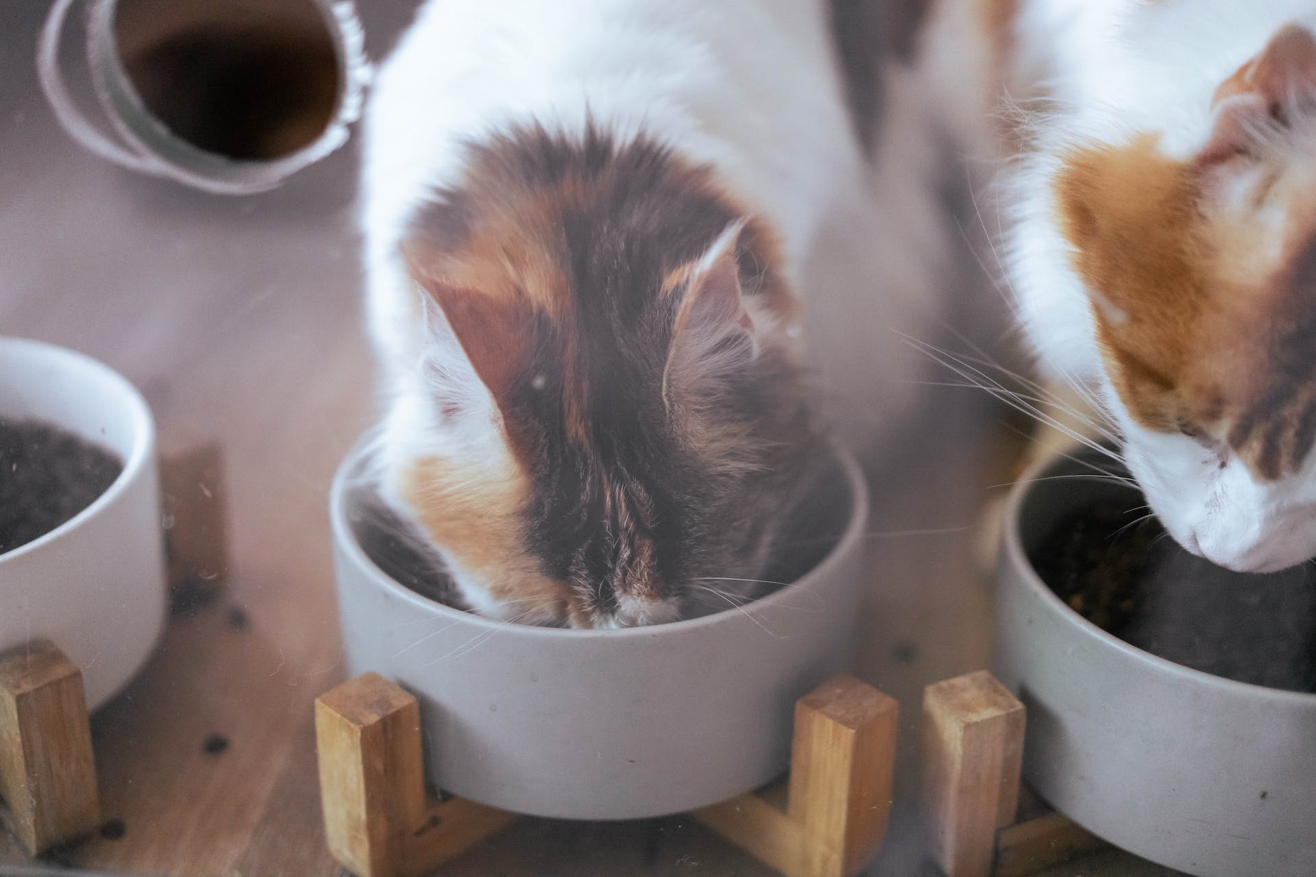 Two cats eating dry kibble from food bowls indoors