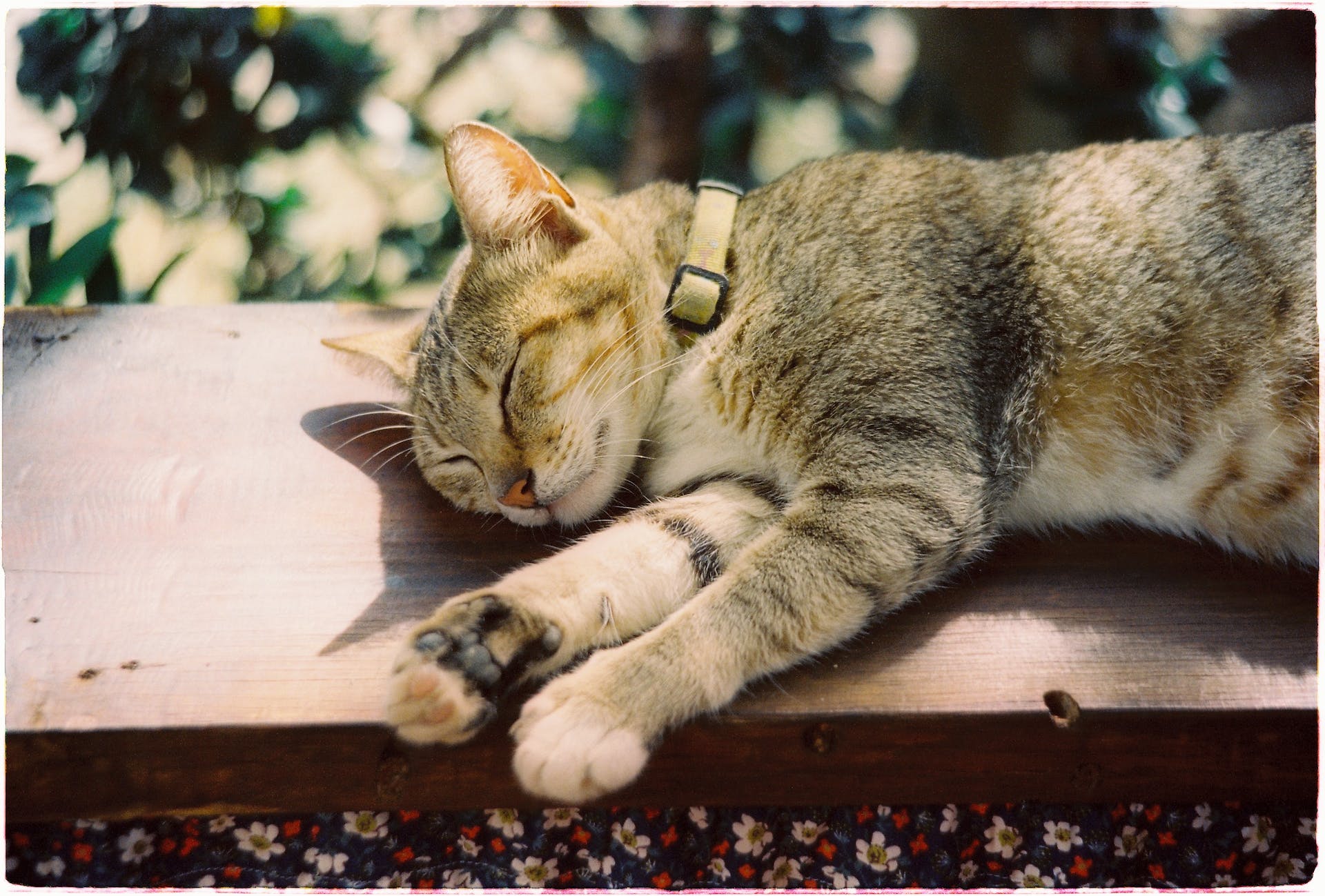 A cat wearing a collar lying in a balcony