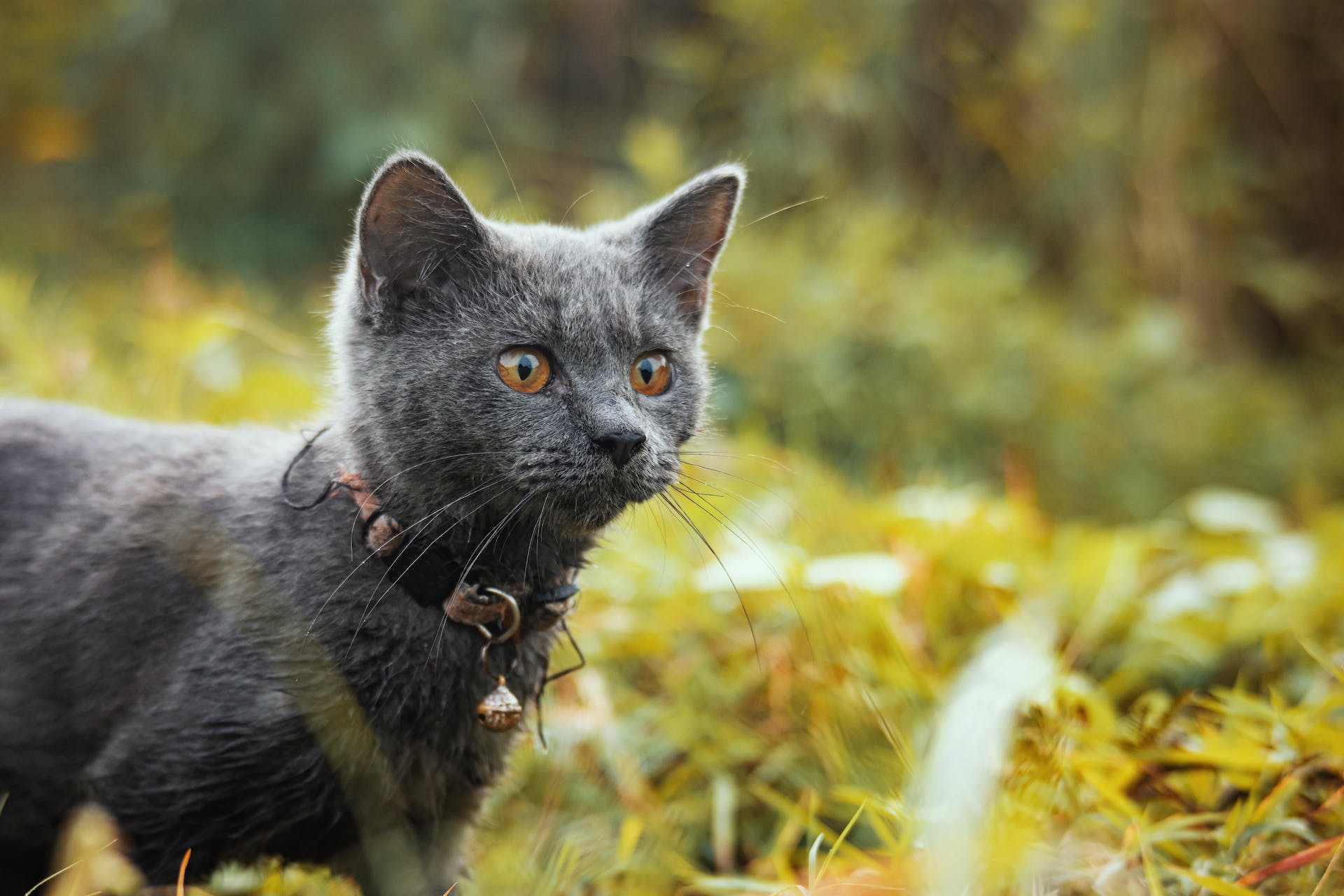 A cat hunting outdoors wearing a collar and bell