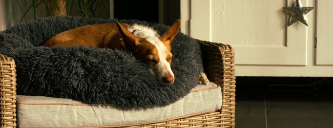 A dog sleeping on a soft dog bed indoors