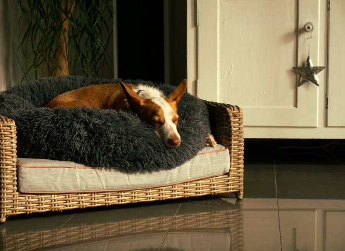 A dog sleeping on a soft dog bed indoors