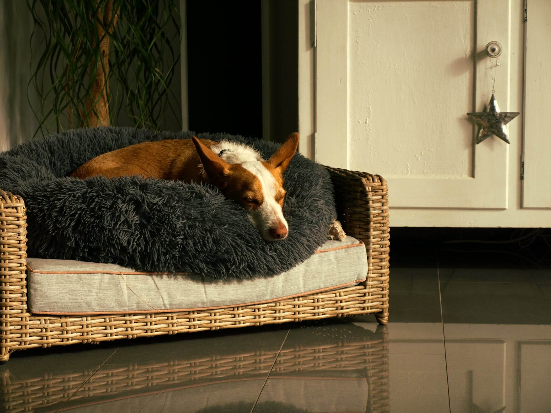 6 ways to keep your dog happy and busy indoors