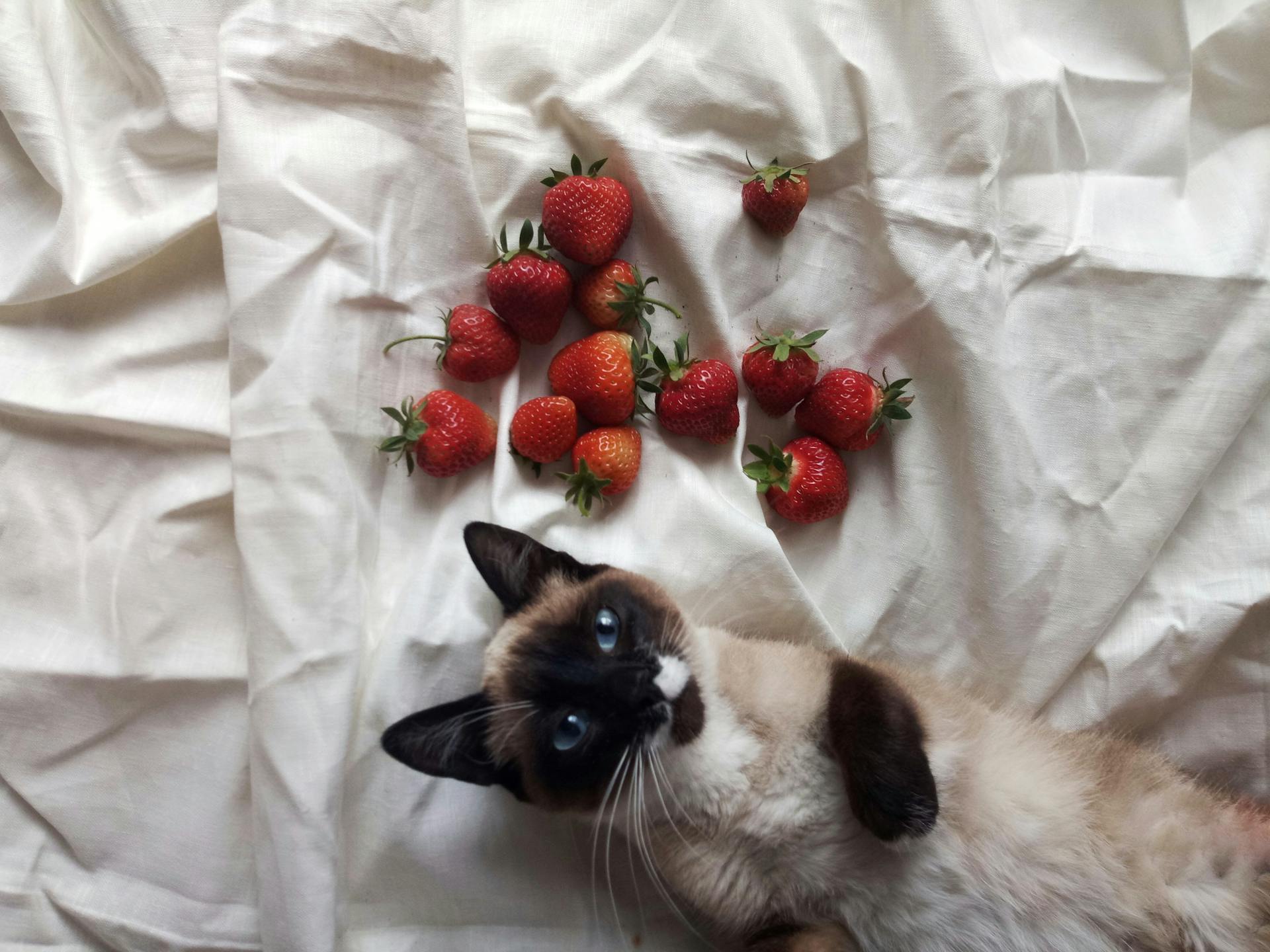 A cat lying in bed with strawberries