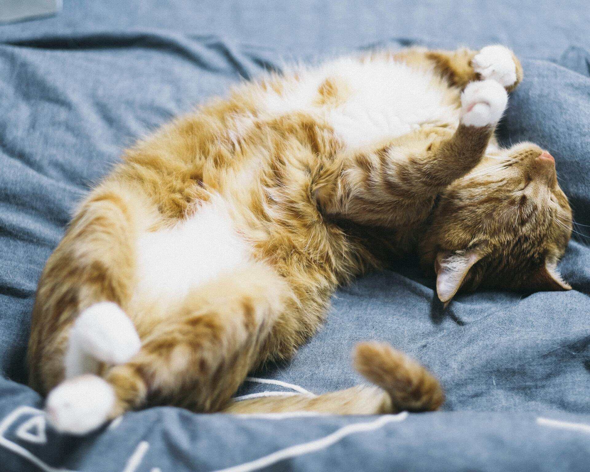 A cat sleeping in pretzel position in bed