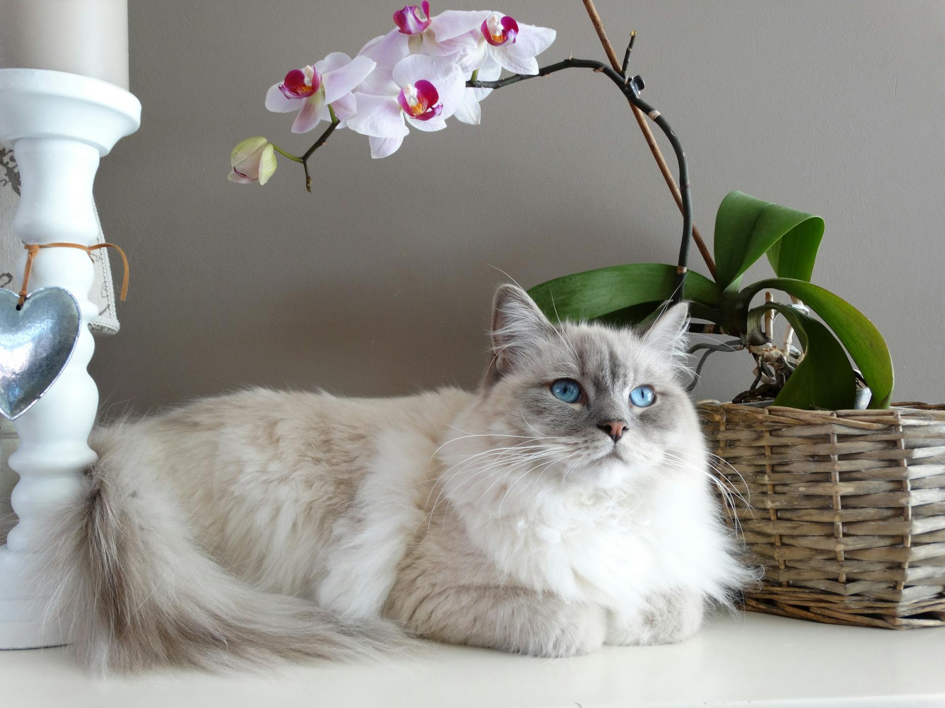 A white cat sitting indoors besides flowers and a wicker basket