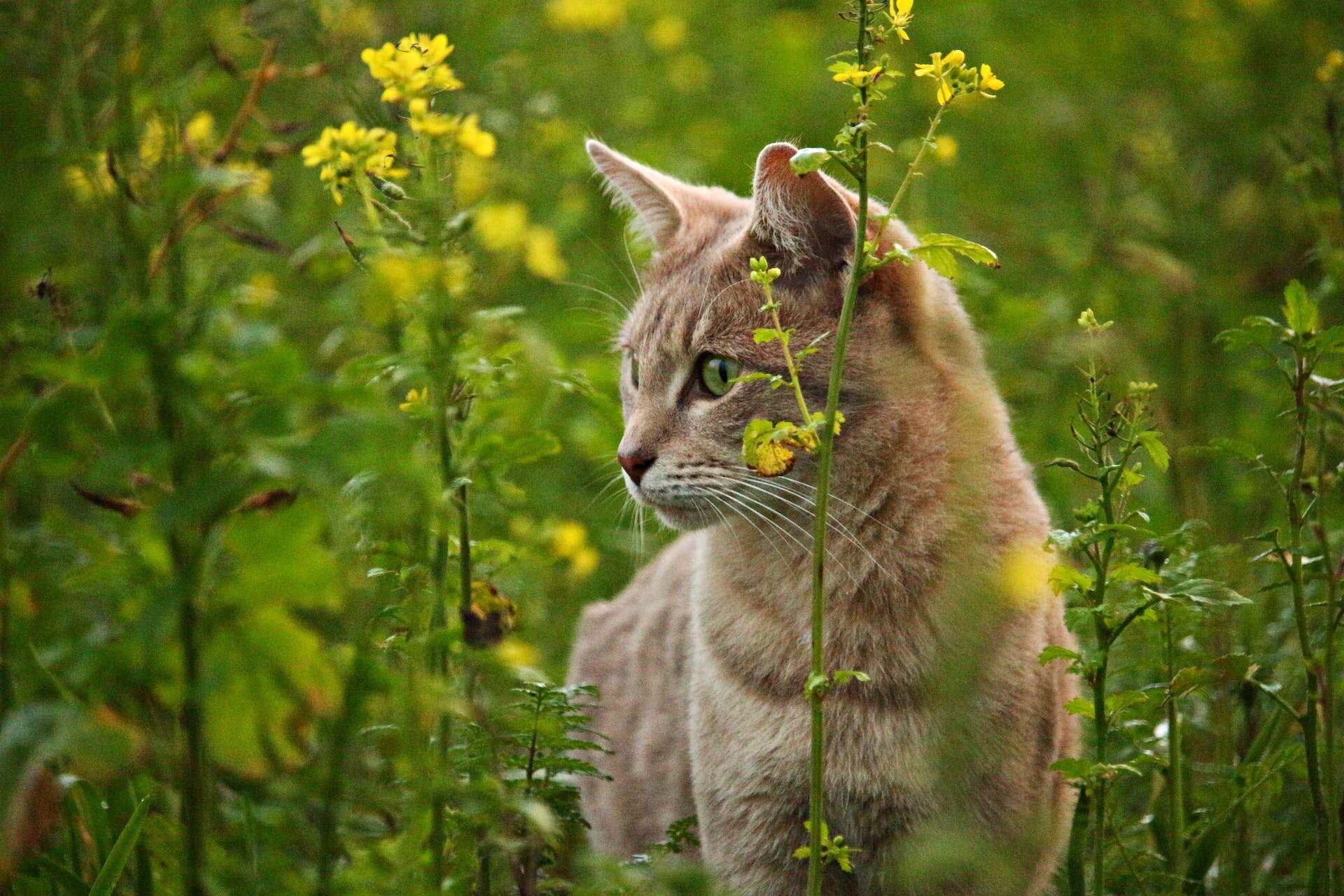 A cat standing in a grassy patch of forest, surrounded by plants