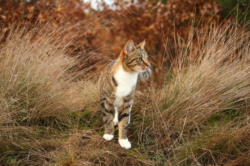 A cat wandering through an open grassy field