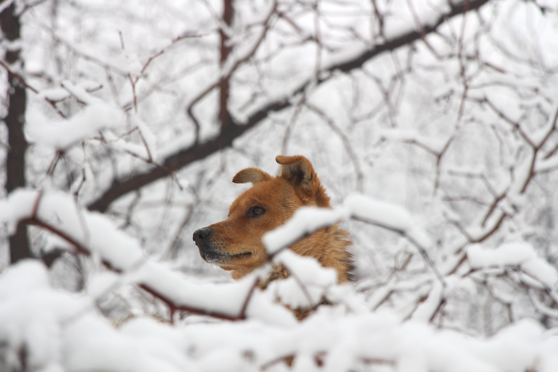 A dog surrounded by snow in a forest