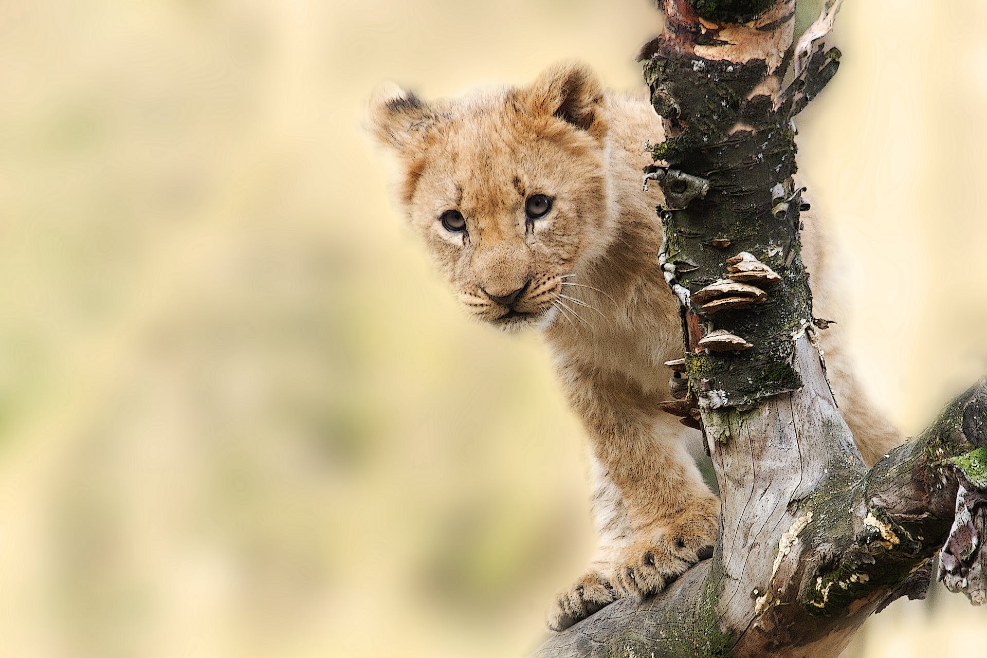 A lion cub sitting on a tree branch in the savannah