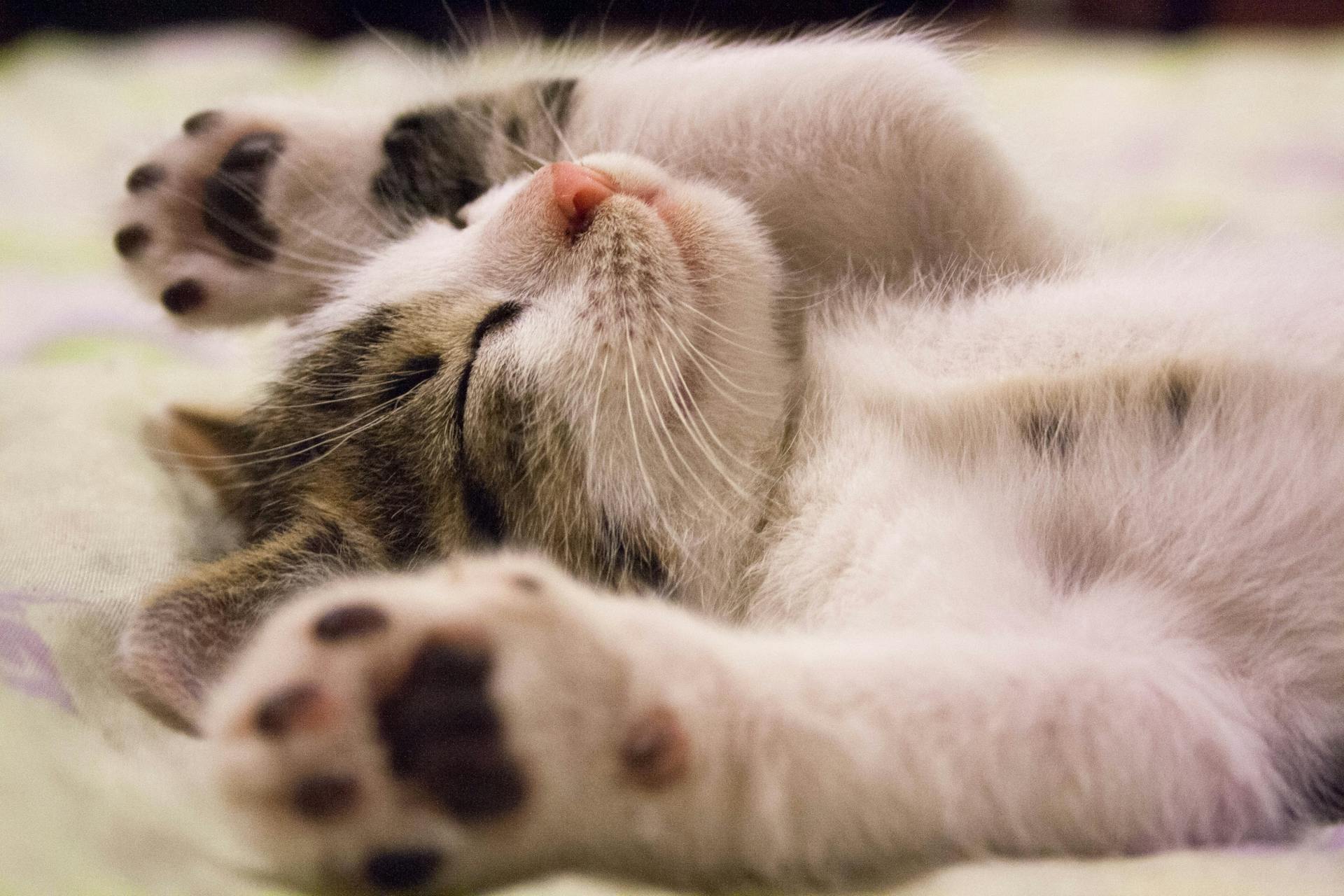 A cat sleeping on a blanket with paws above their head