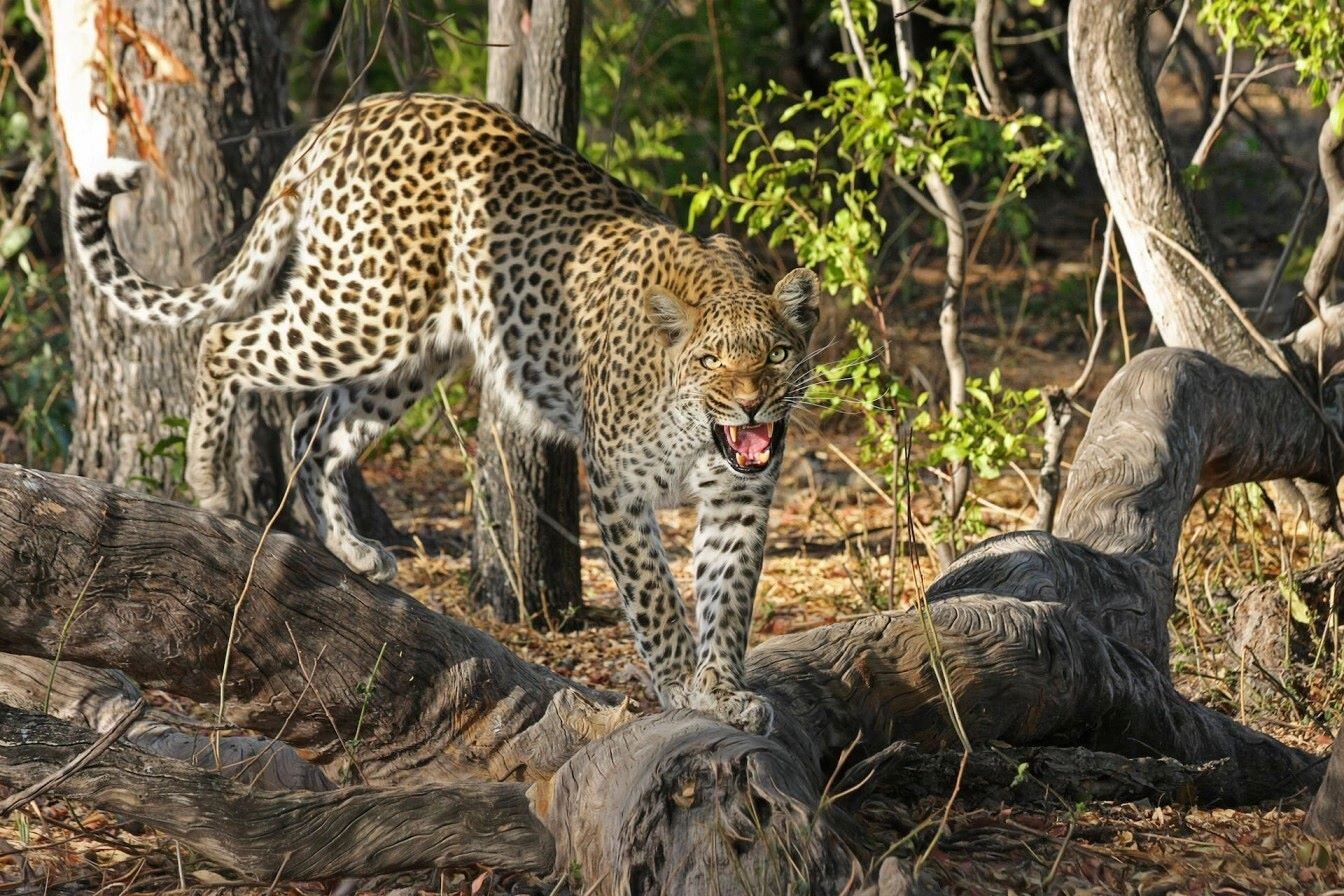 A leopard hunting in the wild