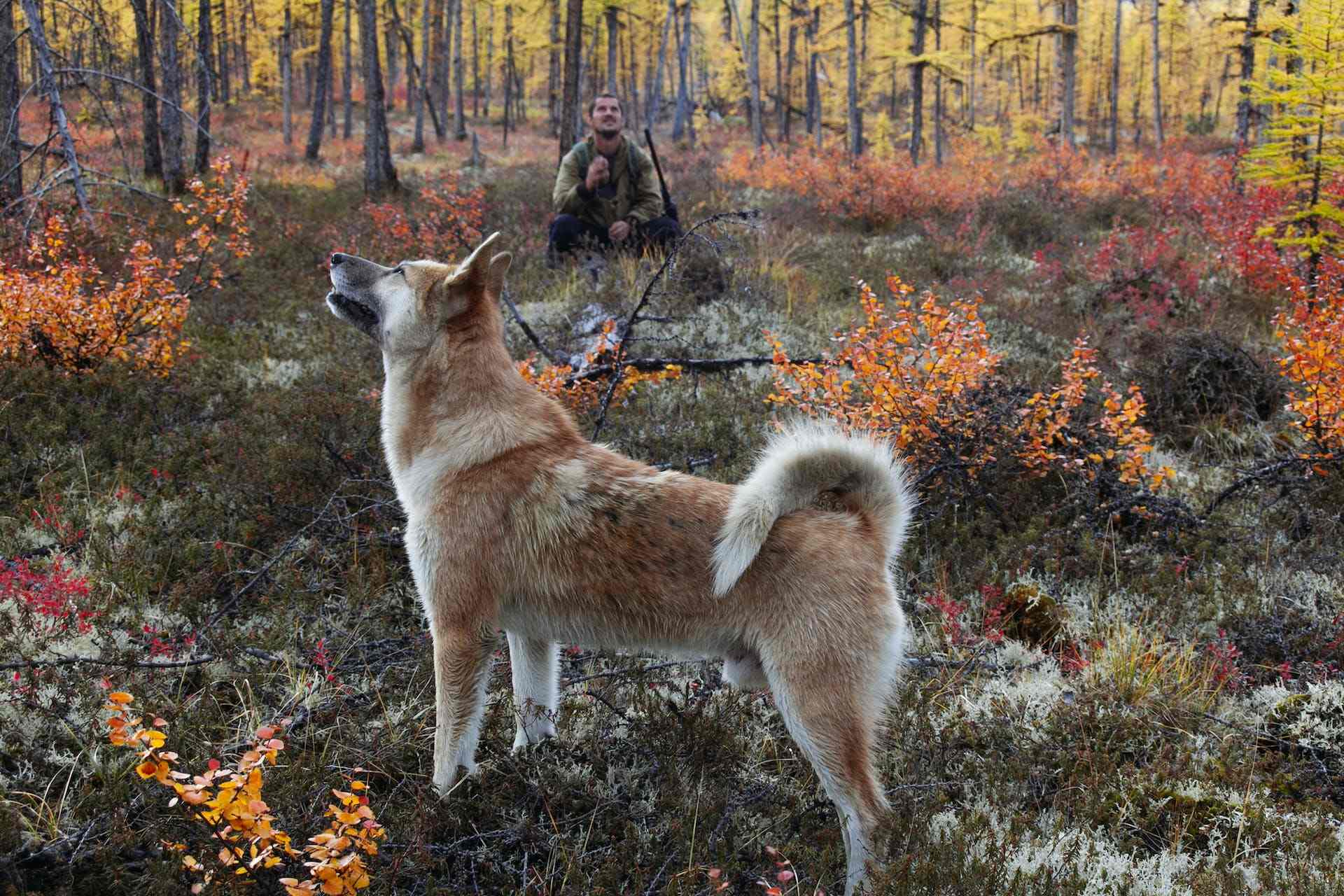 En man som jagar med sin hund i skogen på hösten