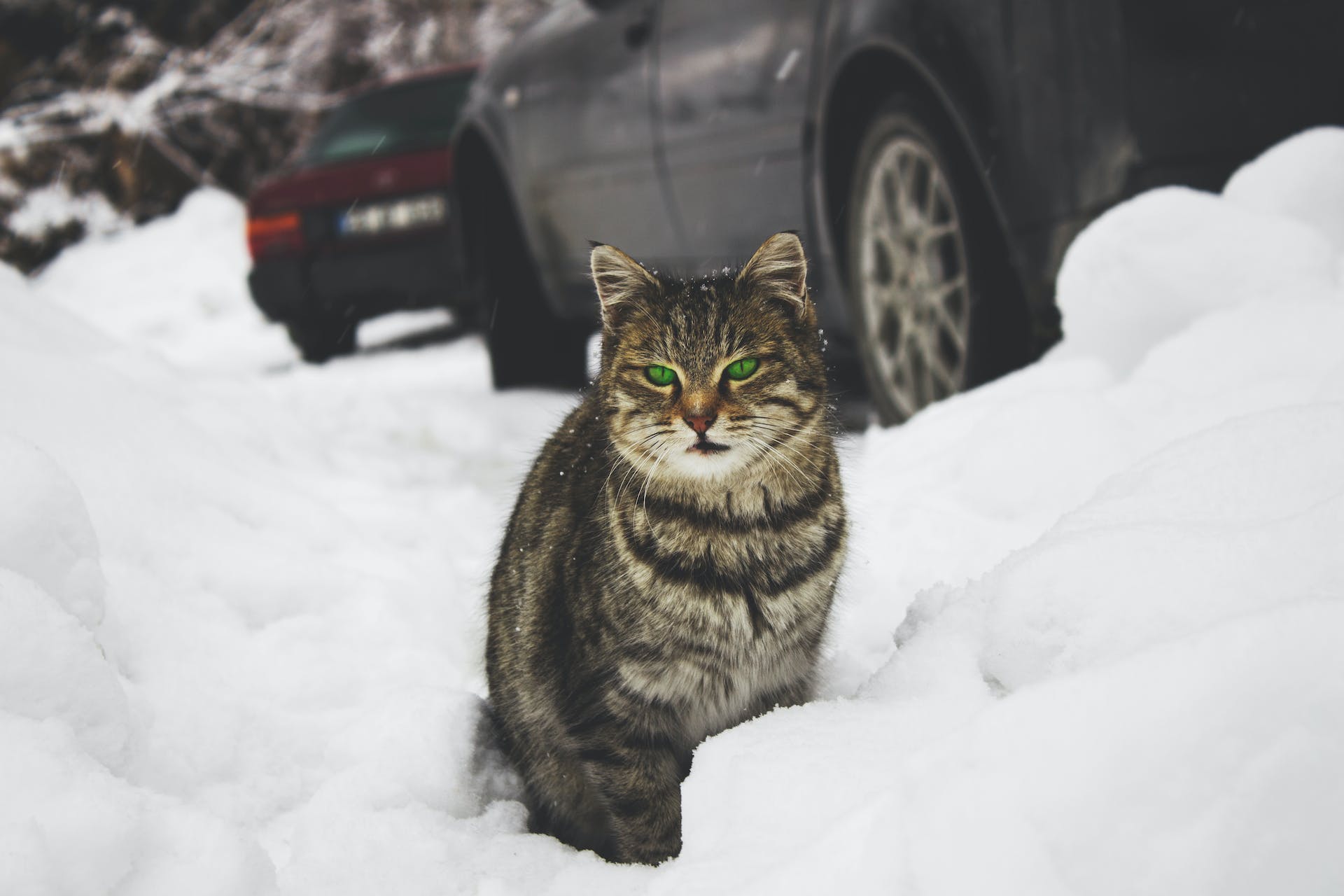 An outdoor cat sitting in the snow beside a car
