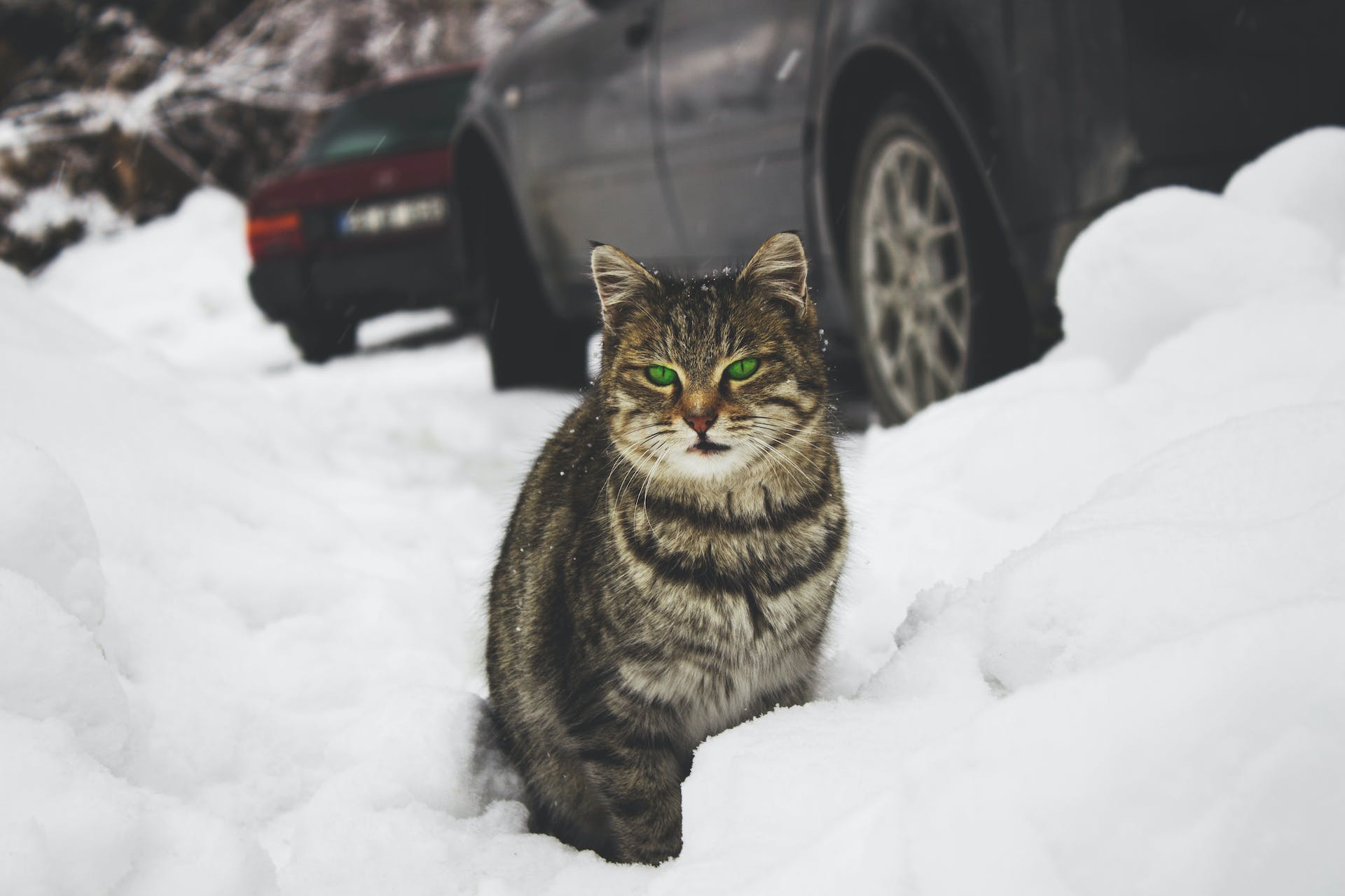 Outdoor Cat Care in Winter: Cold Weather Cat Safety Tips - Tractive