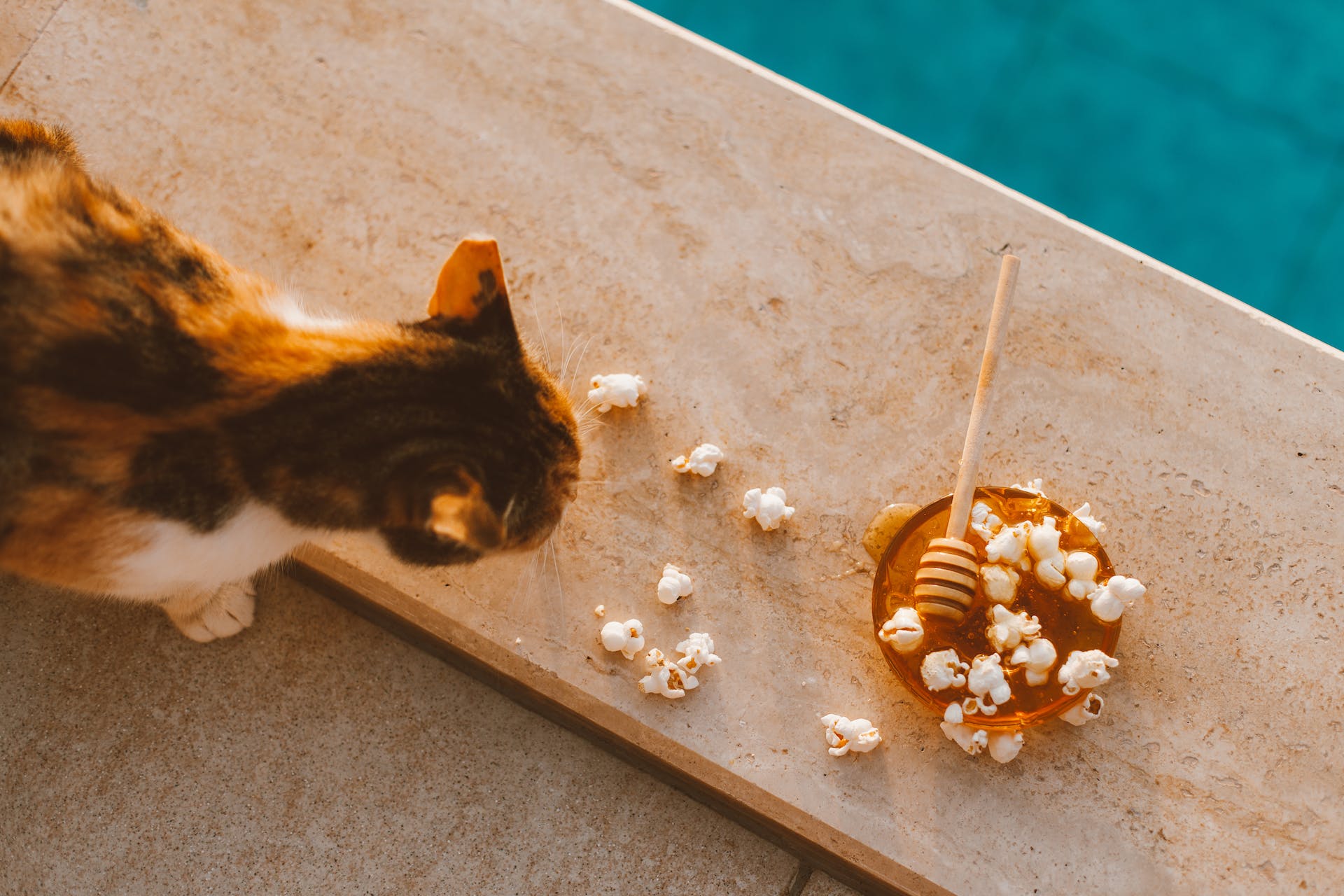 A cat sniffing a bowl full of popcorn and honey