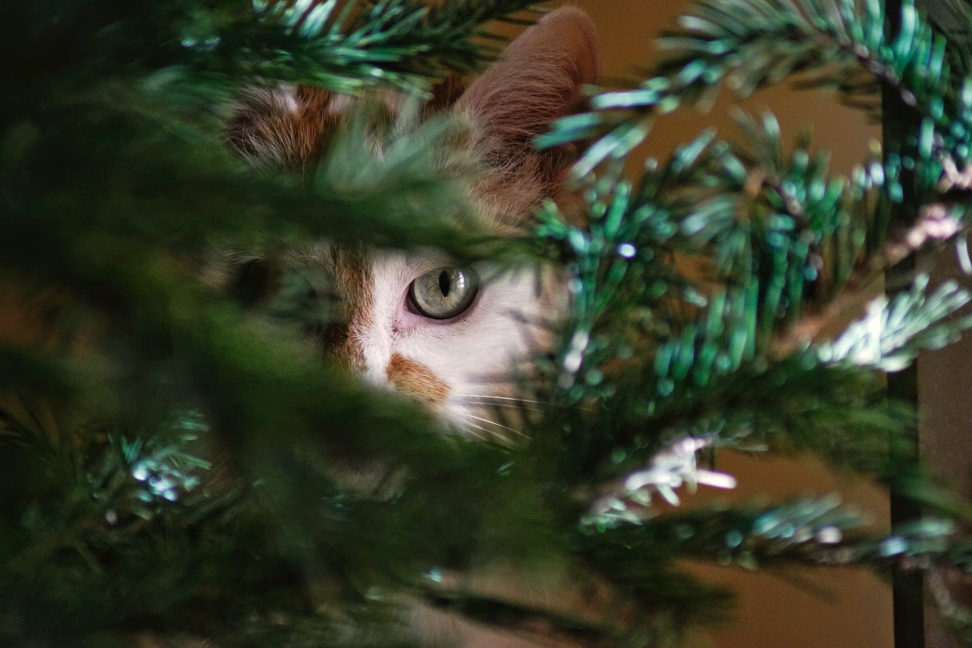A cat hiding behind a pine tree branch