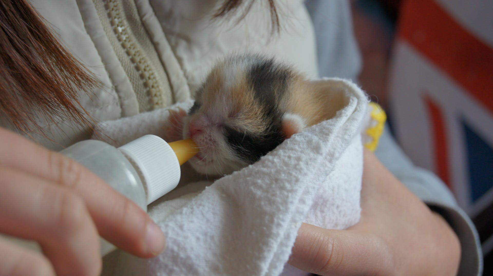 A woman bottle-feeding a kitten in a blanket