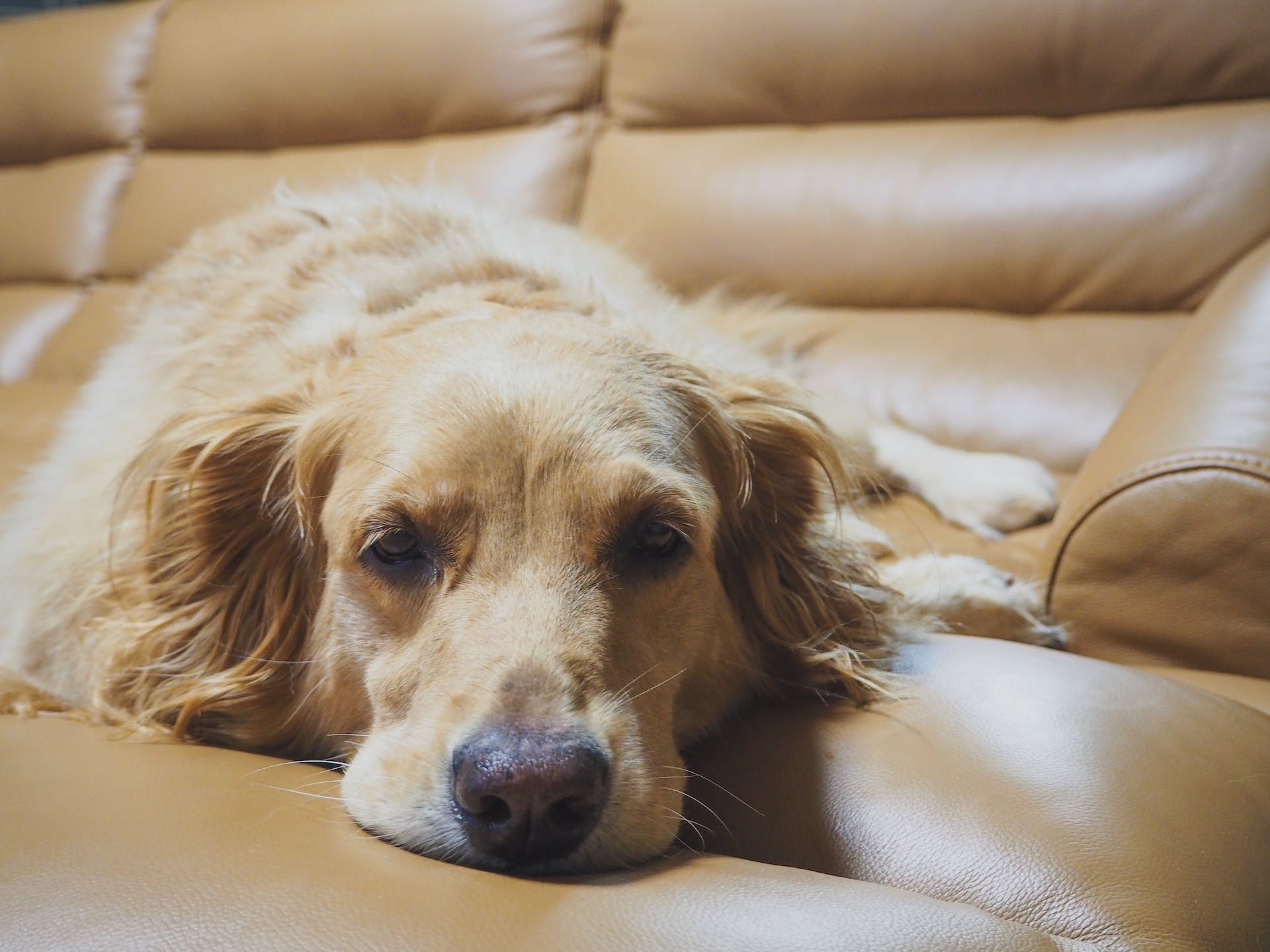 A sleepy dog resting on a couch