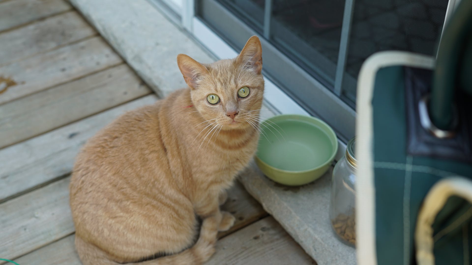 Katze sitzt auf der Veranda vor Wassernapf und Futterglas und blickt in die Kamera