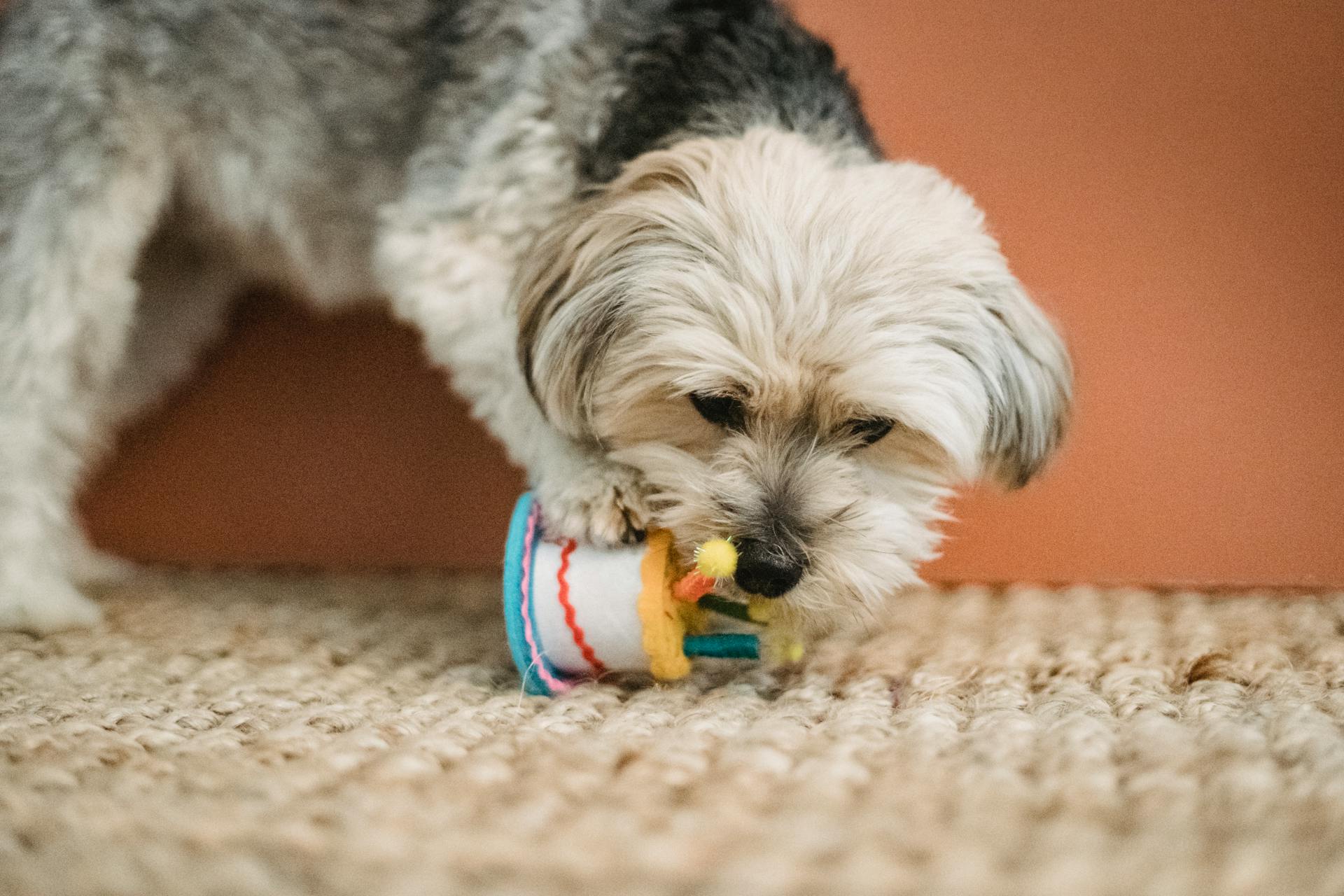 A dog playing with a birthday cake-shaped chew toy