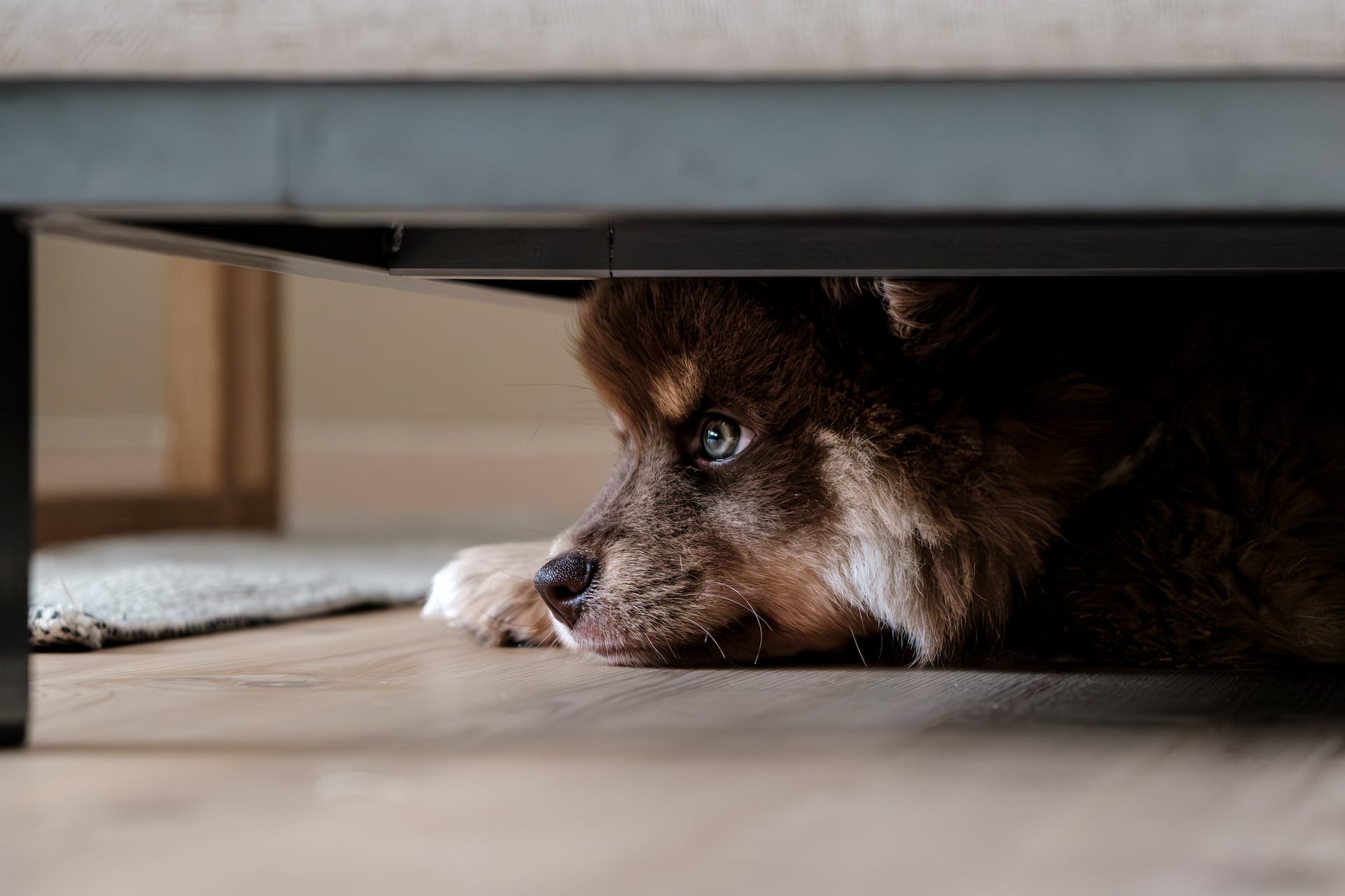 A dog with separation anxiety hiding beneath a bed