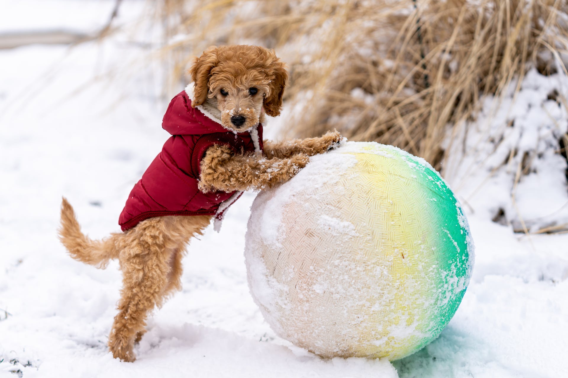 A puppy playing with a ball in the snow