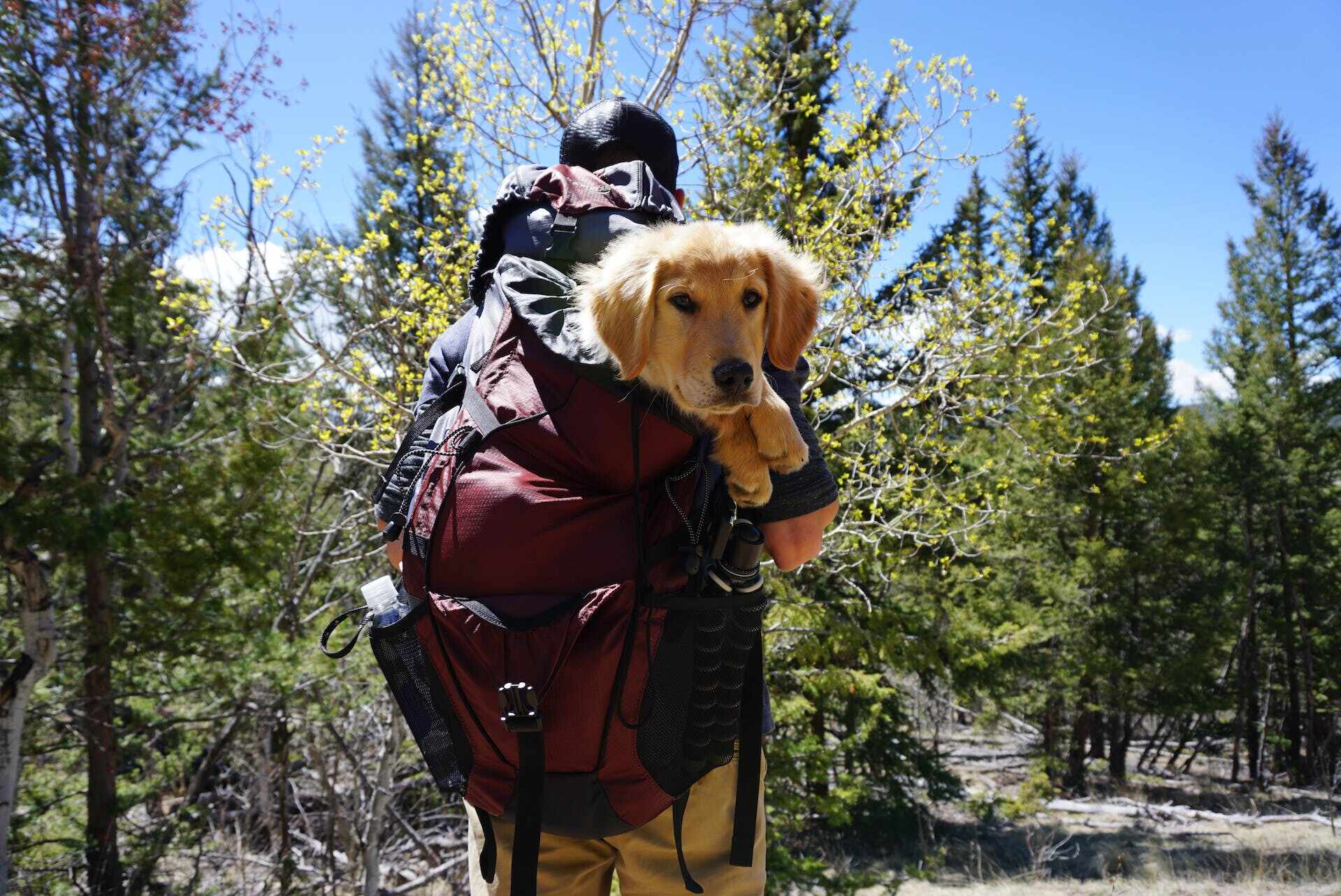 A man carrying a Golden Retriever puppy in his backpack while out on a hike