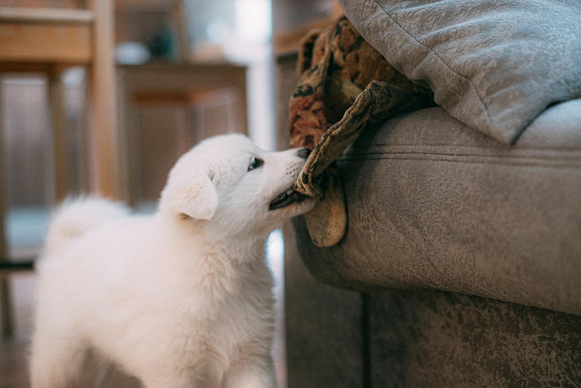 A white puppy biting the corner of a sofa pillow