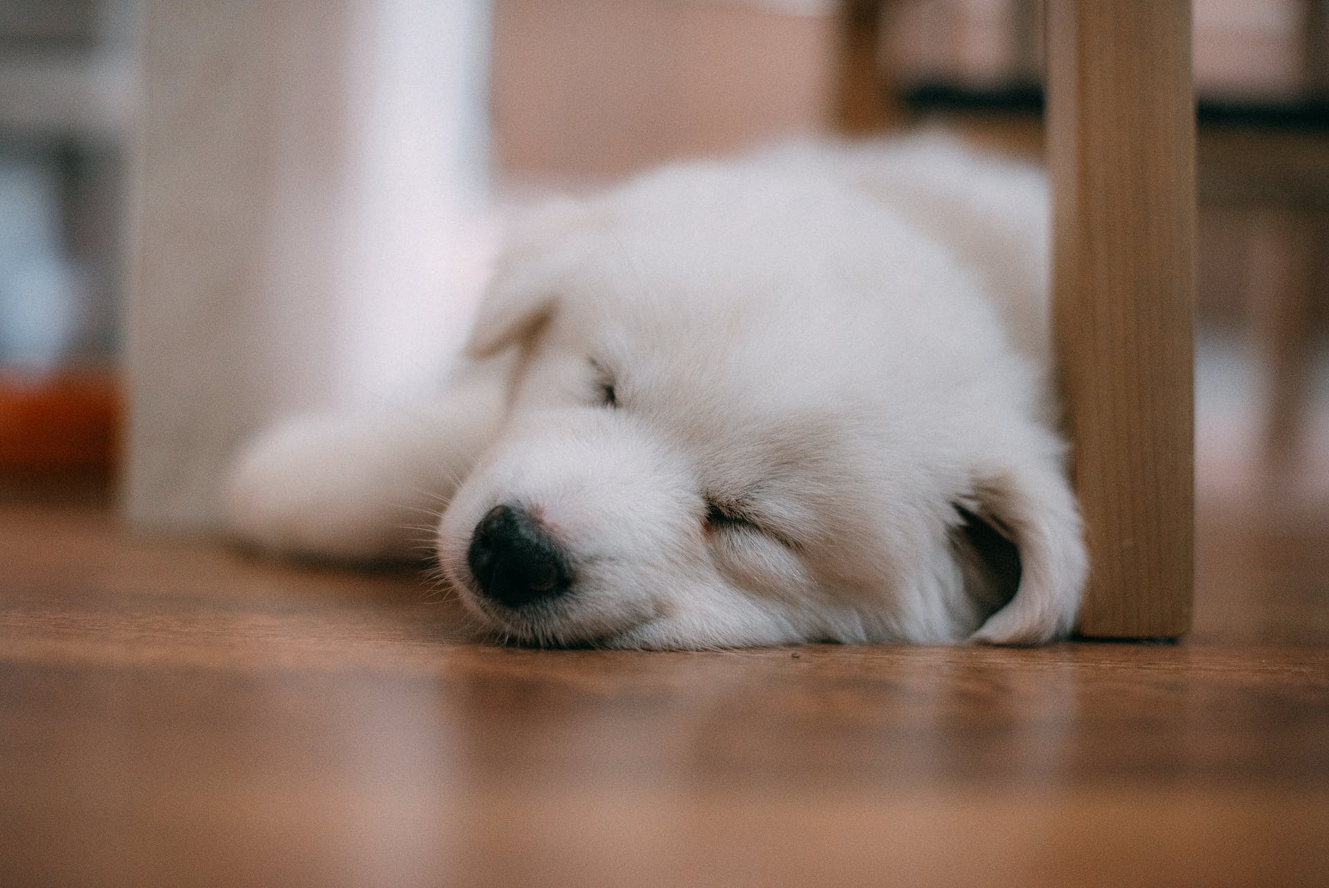 A puppy sleeping under a table