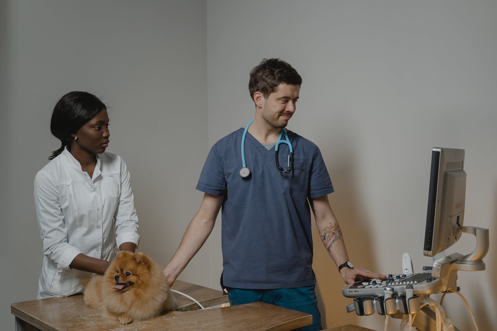 Veterinär som implanterar microchip för hund på en klinik