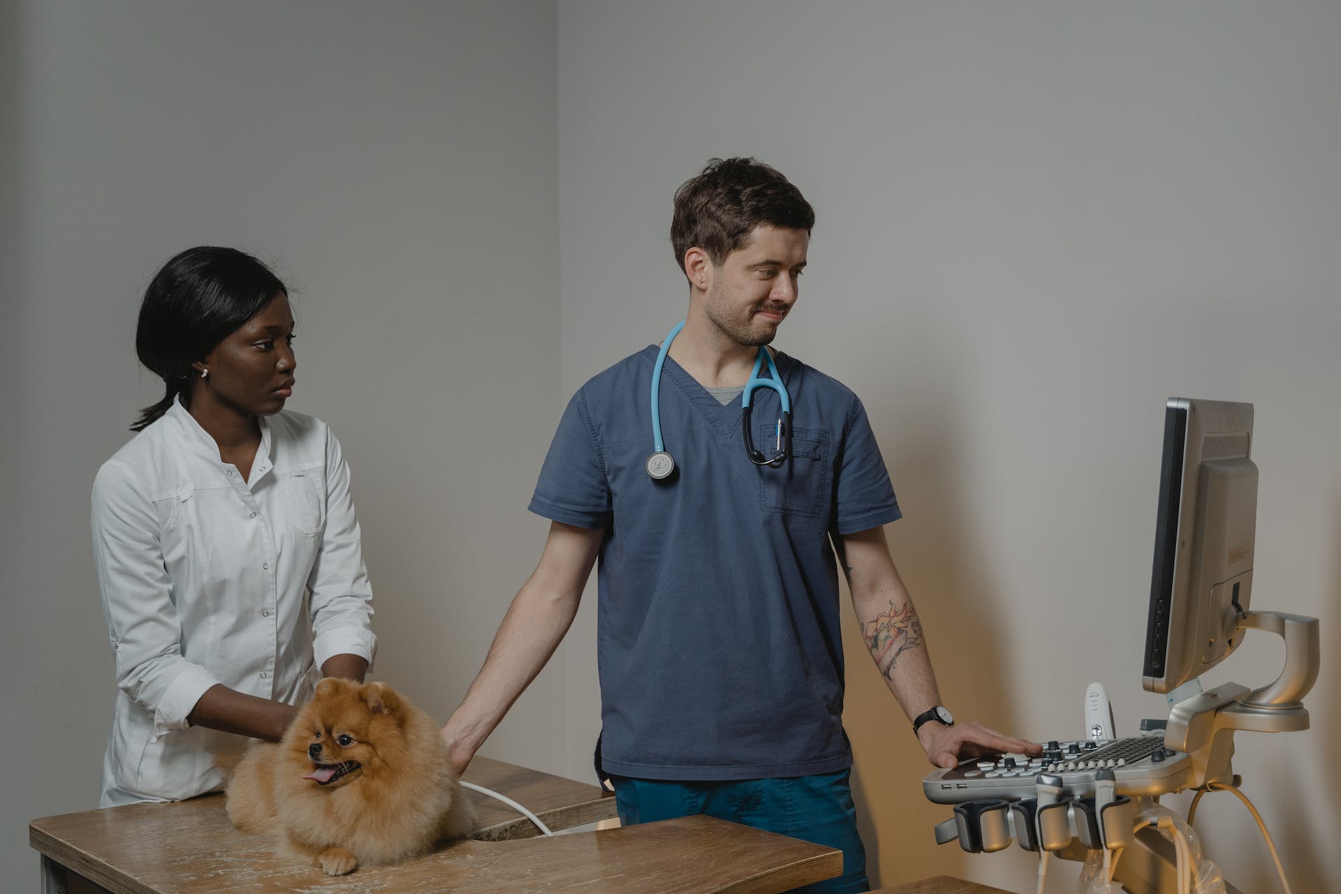 Vets inserting a dog microchip at a clinic