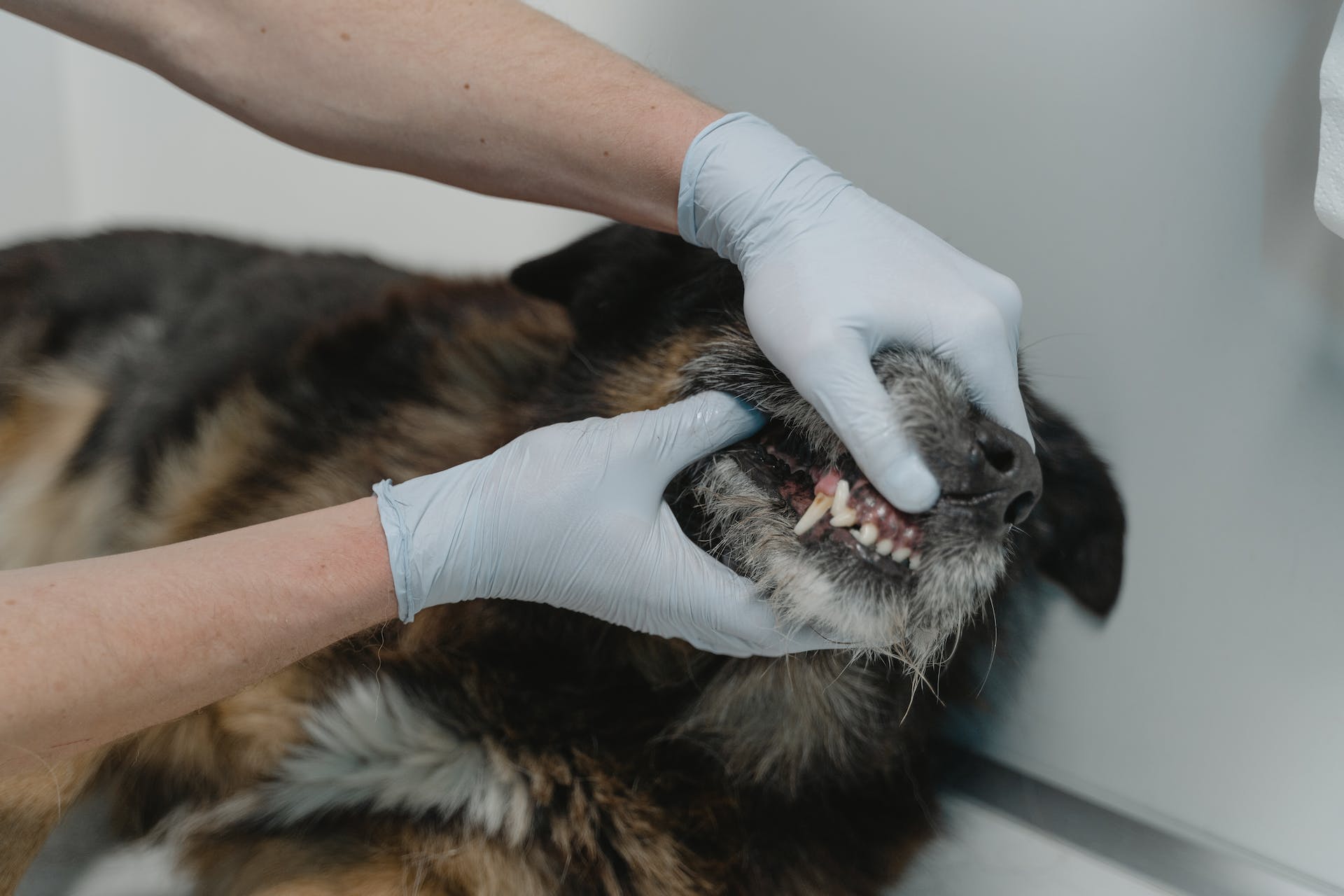 A vet checking a dog's teeth for cavities